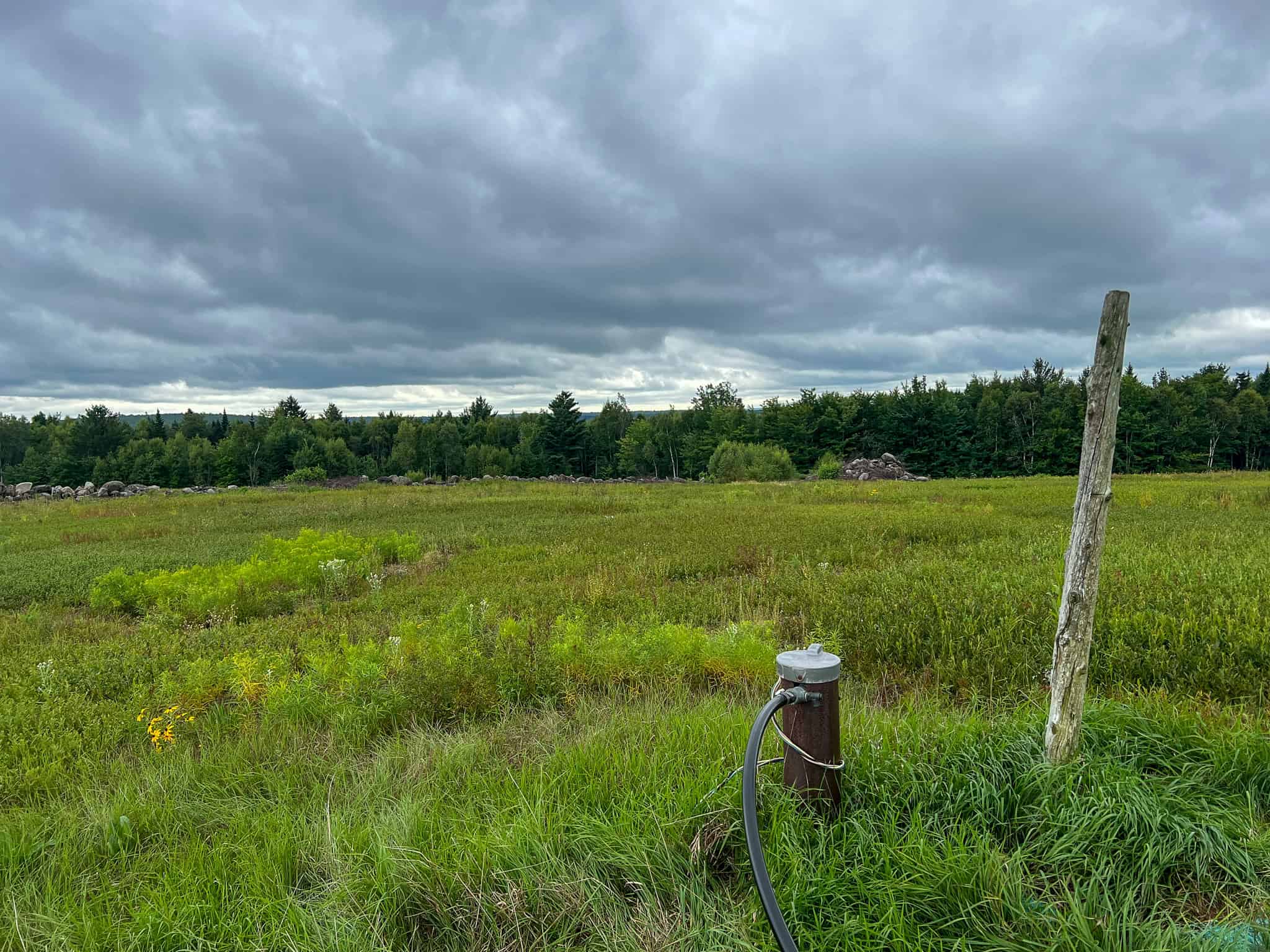 Large Mature Timber Lot with Blueberry Fields