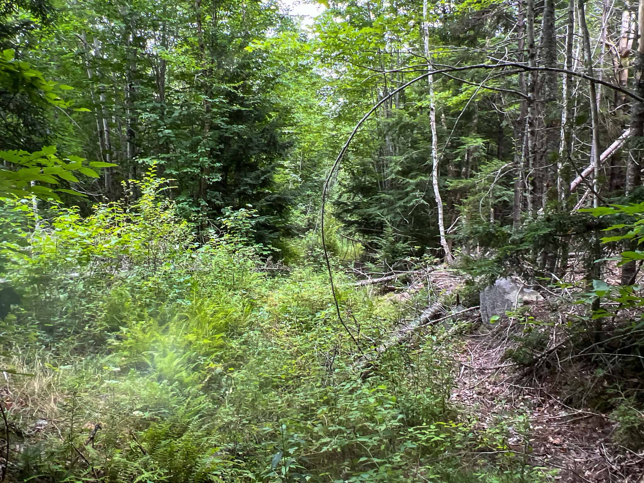 Large Mature Timber Lot with Blueberry Fields