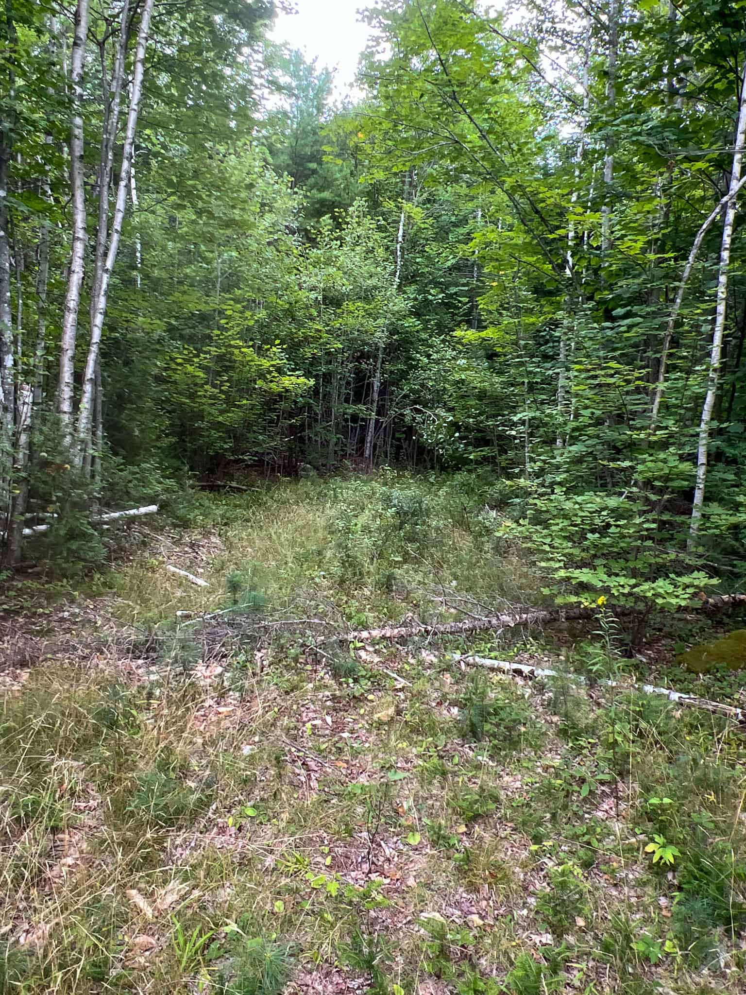 Large Mature Timber Lot with Blueberry Fields