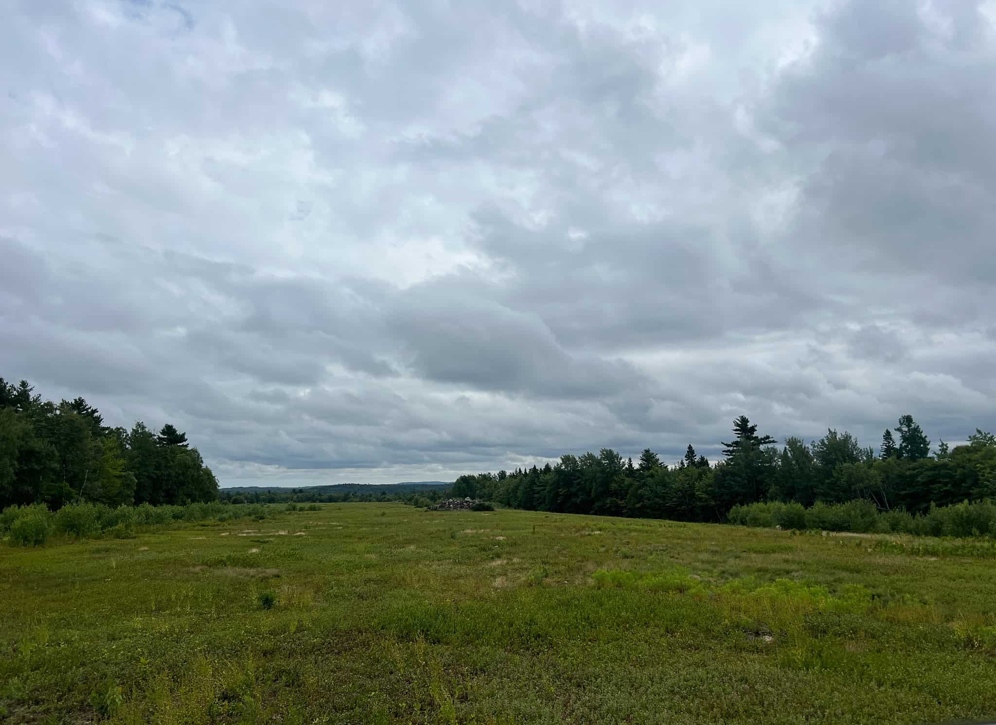 Large Mature Timber Lot with Blueberry Fields
