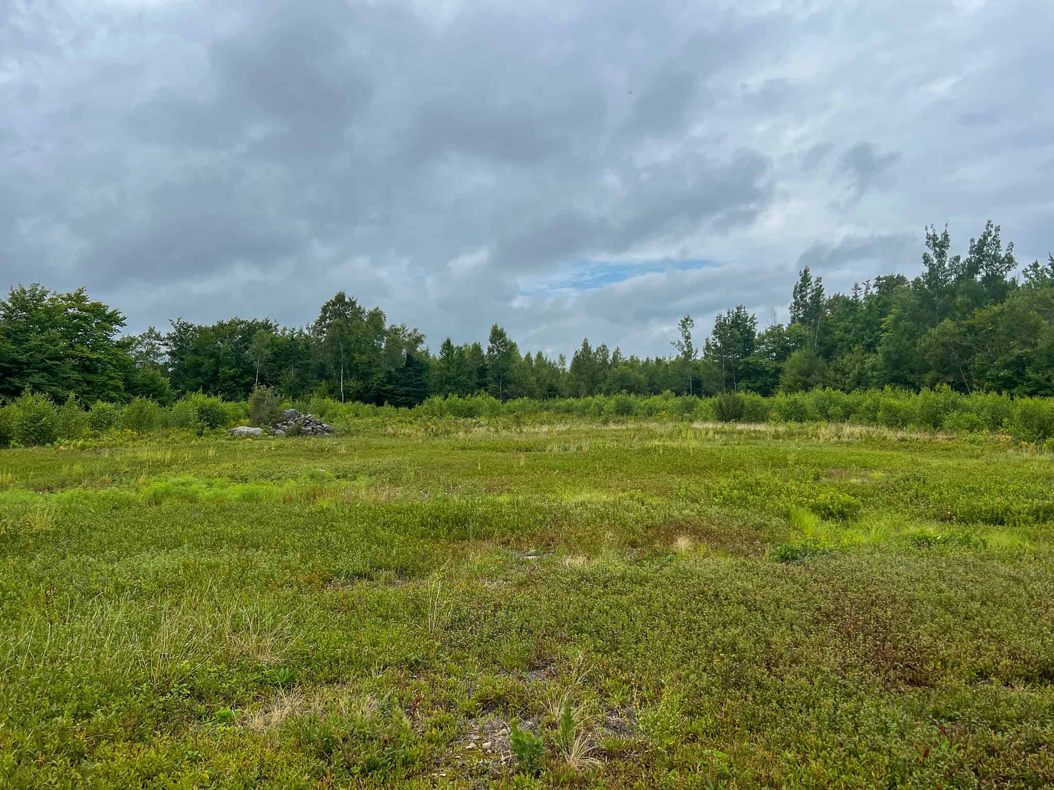 Large Mature Timber Lot with Blueberry Fields