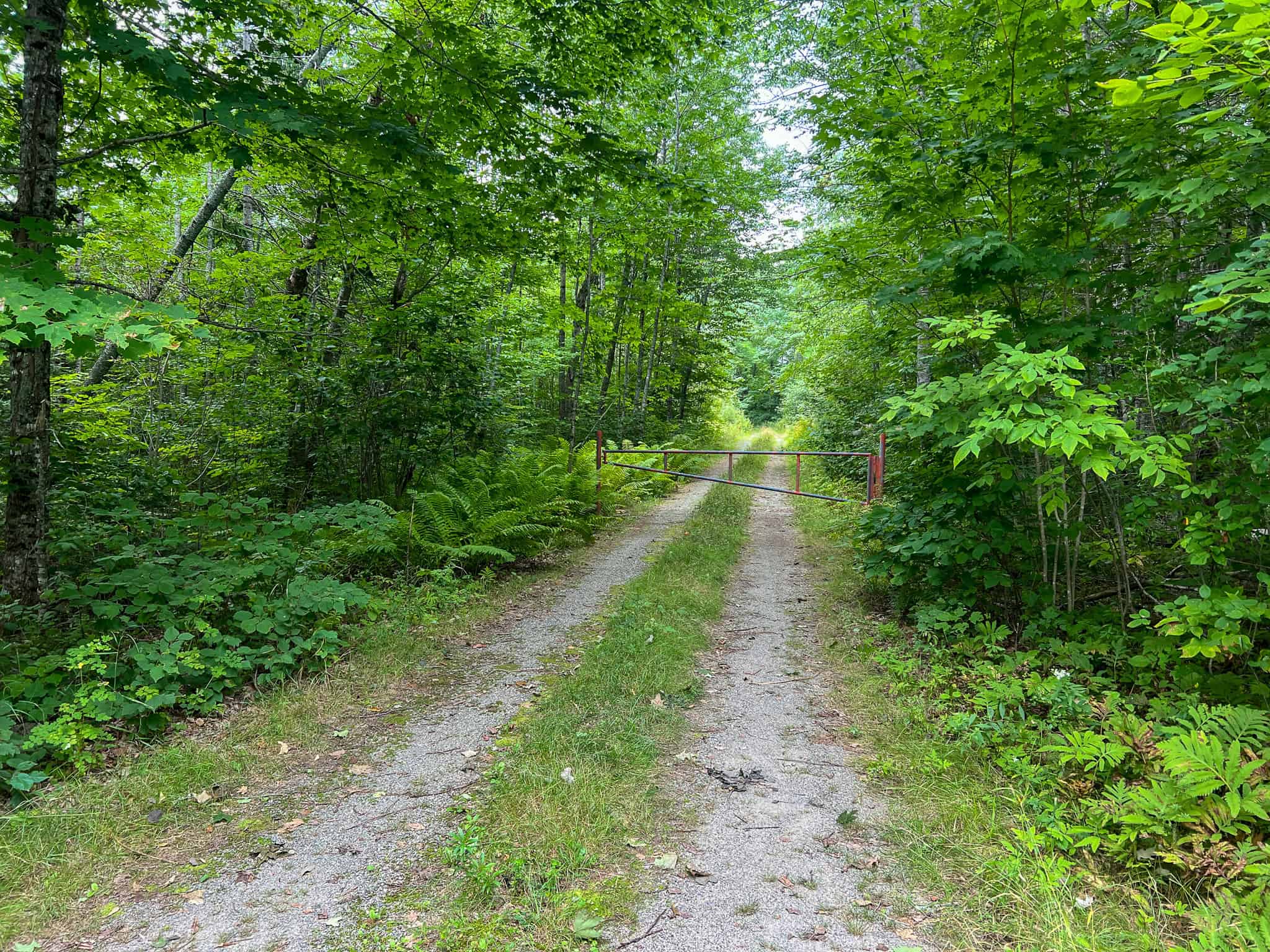 Large Mature Timber Lot with Blueberry Fields