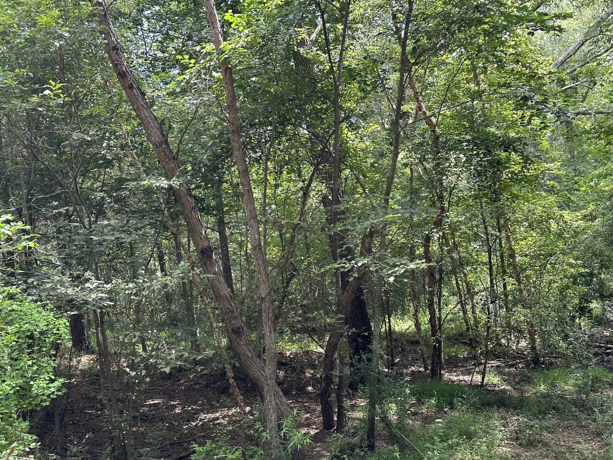 Jacksonville Texas Hunting/Recreational Land For Sale