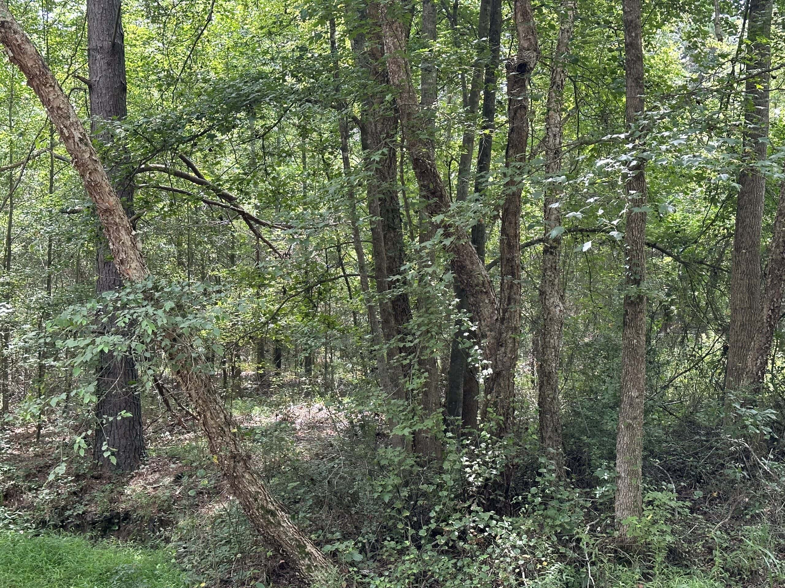 Jacksonville Texas Hunting/Recreational Land For Sale