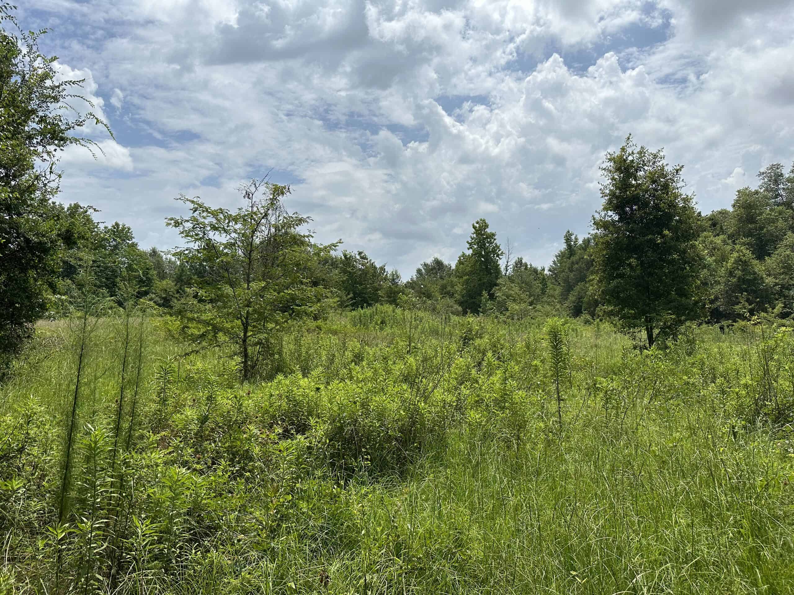 Jacksonville Texas Hunting/Recreational Land For Sale