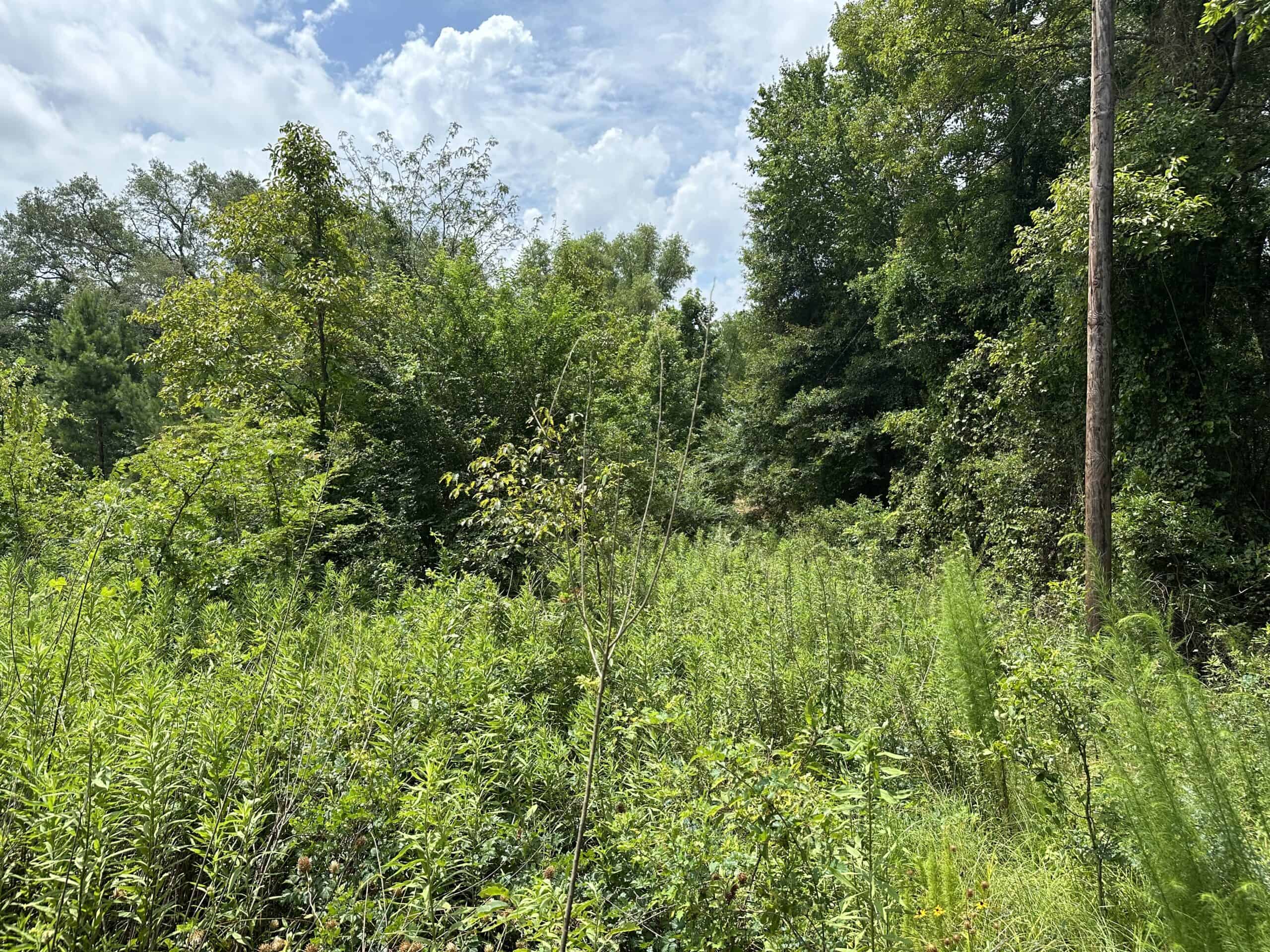 Jacksonville Texas Hunting/Recreational Land For Sale