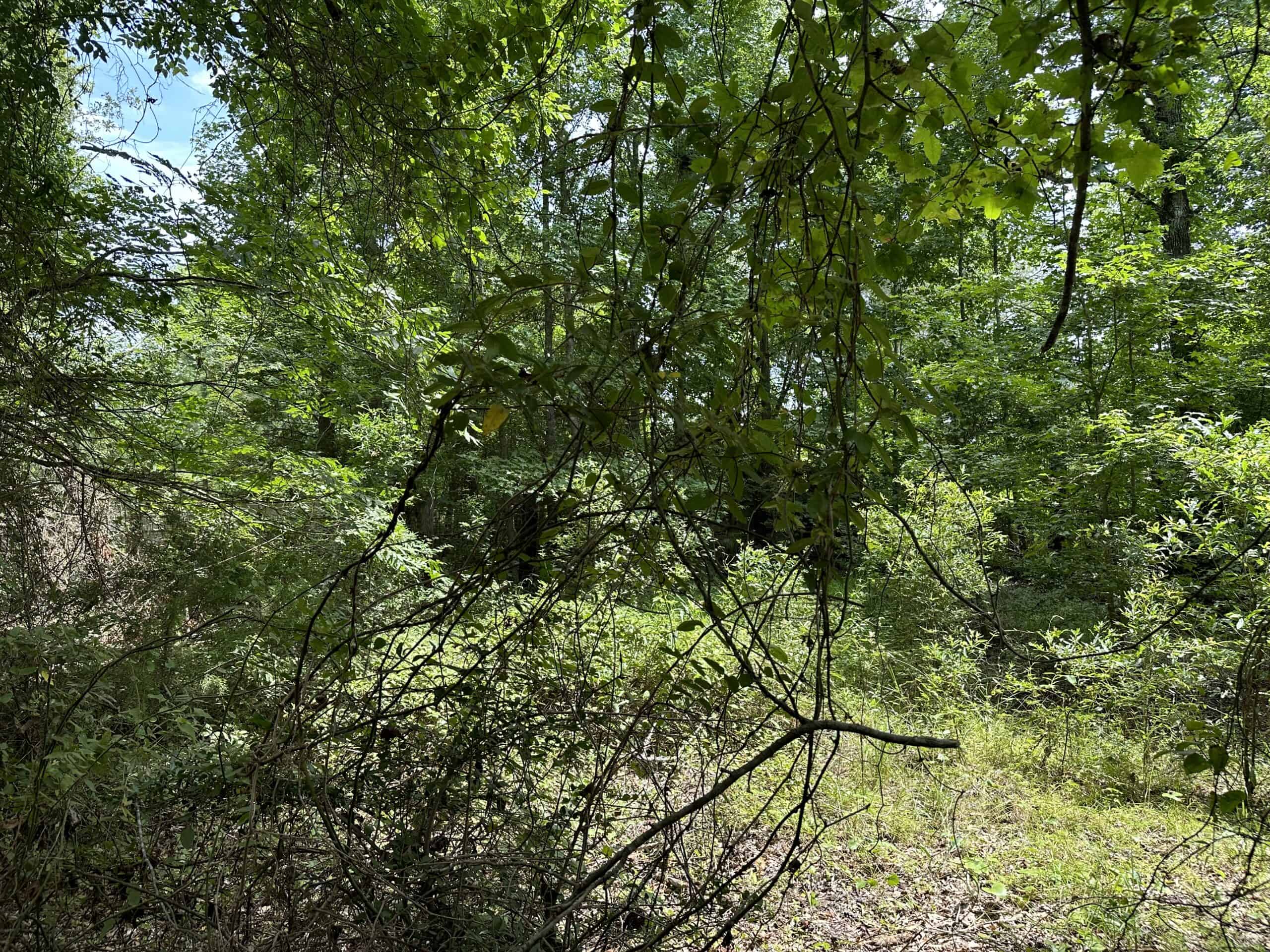 Jacksonville Texas Hunting/Recreational Land For Sale