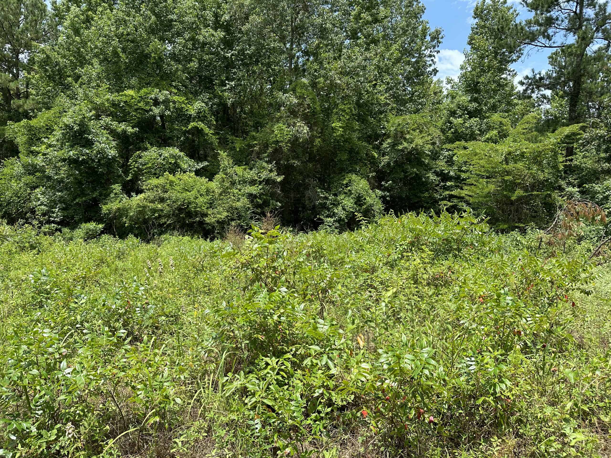 East Texas Hunting/Recreational Land For Sale