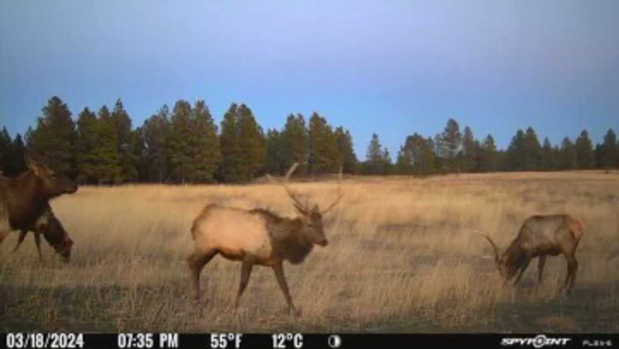 HILLMAN RANCH: A PREMIER ELK HUNTING AND LEGACY RANCH IN MT