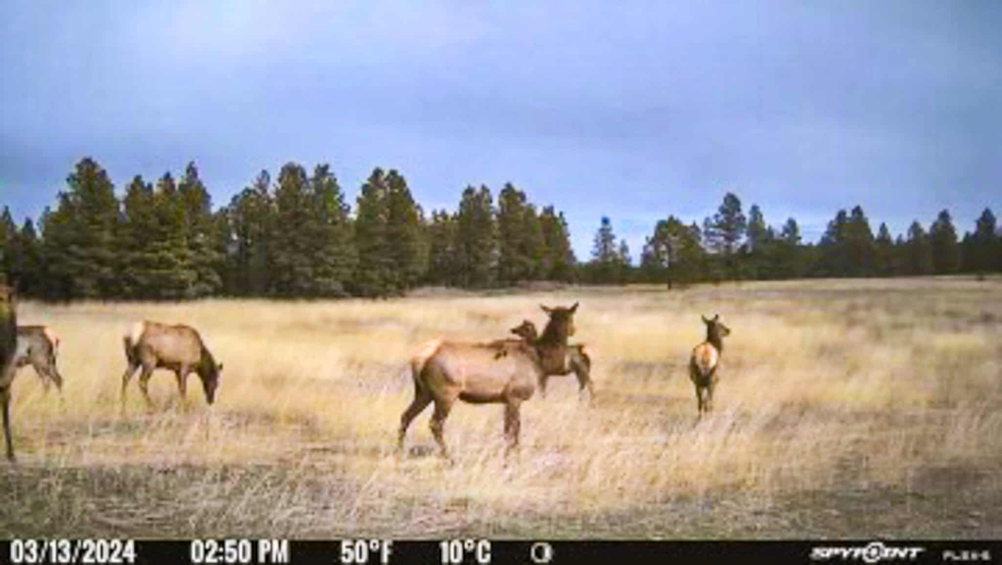 HILLMAN RANCH: A PREMIER ELK HUNTING AND LEGACY RANCH IN MT