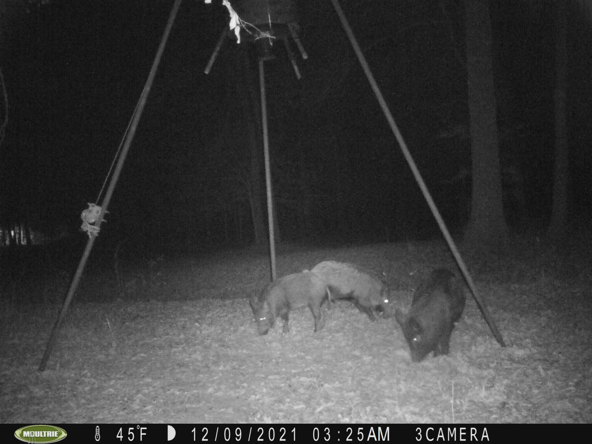 East Texas Hunting/Recreational Tract With Cabin