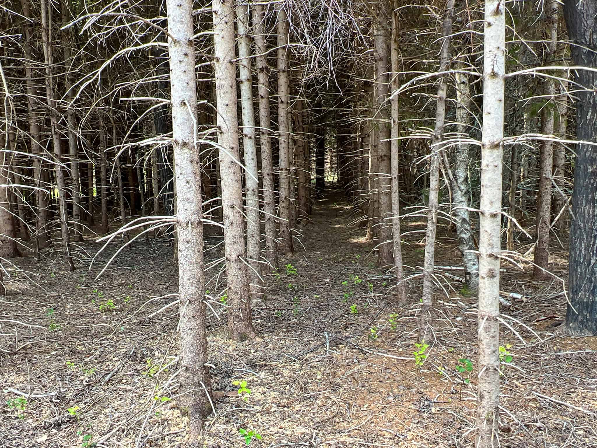 Katahdin View Forest – Prime Timberland in Patten, Maine