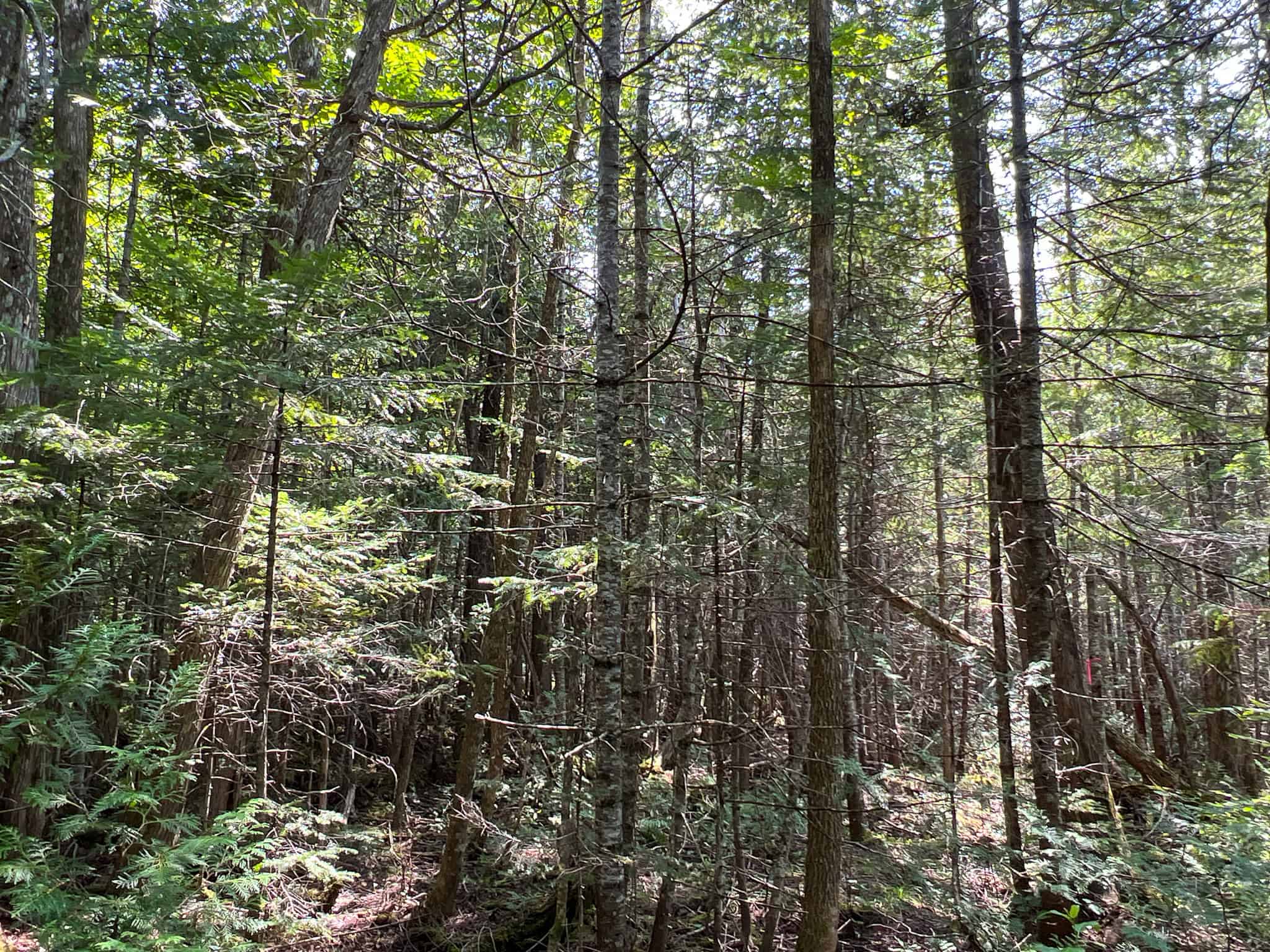 Katahdin View Forest – Prime Timberland in Patten, Maine