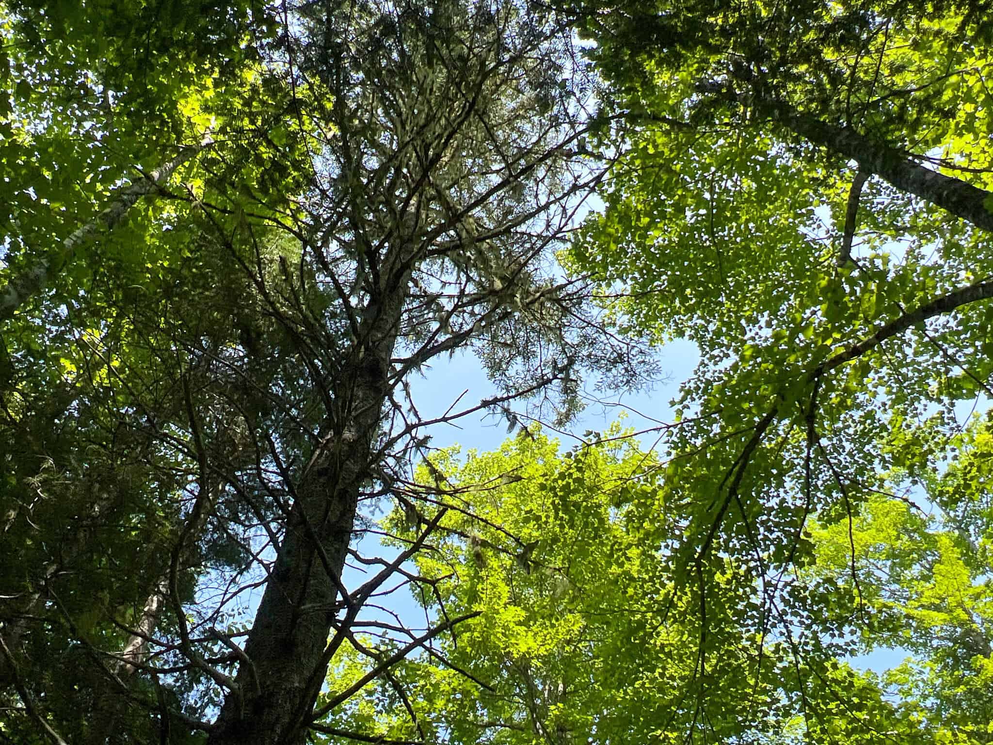Katahdin View Forest – Prime Timberland in Patten, Maine