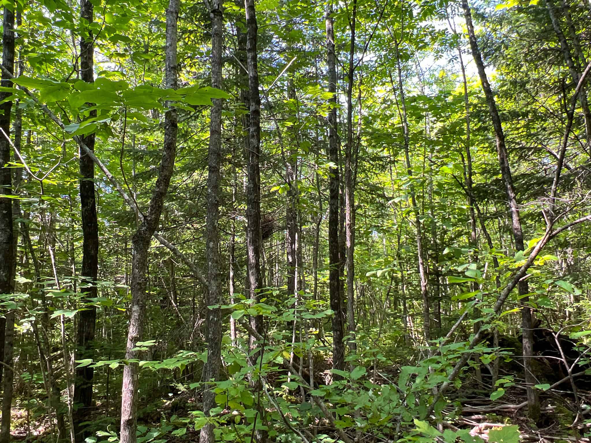 Katahdin View Forest – Prime Timberland in Patten, Maine