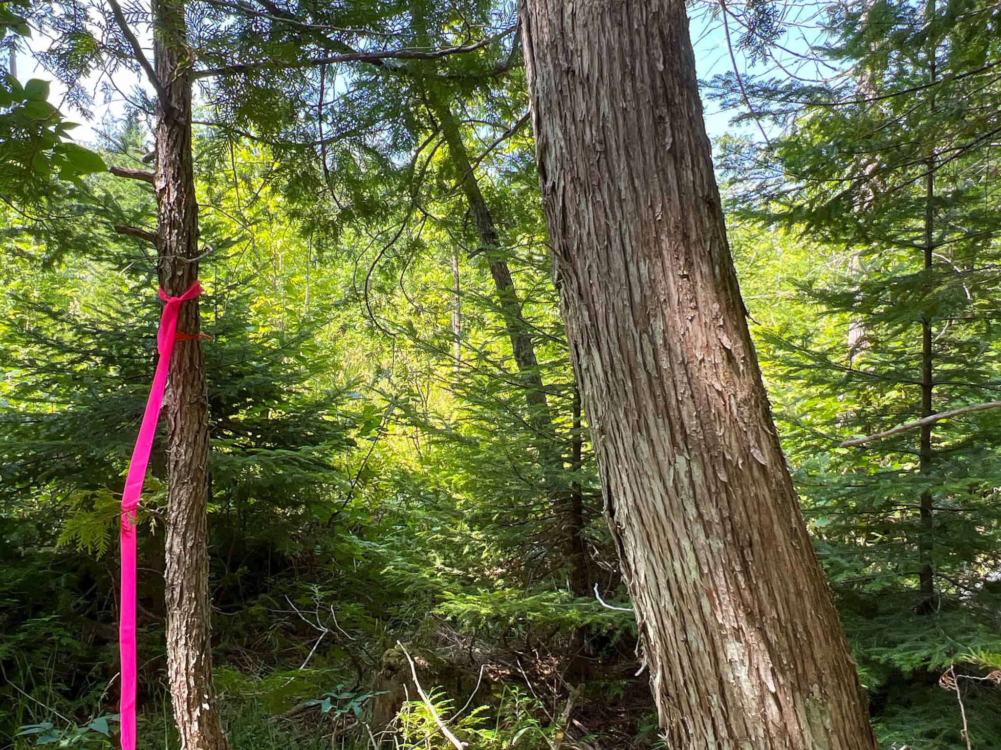 Katahdin View Forest – Prime Timberland in Patten, Maine