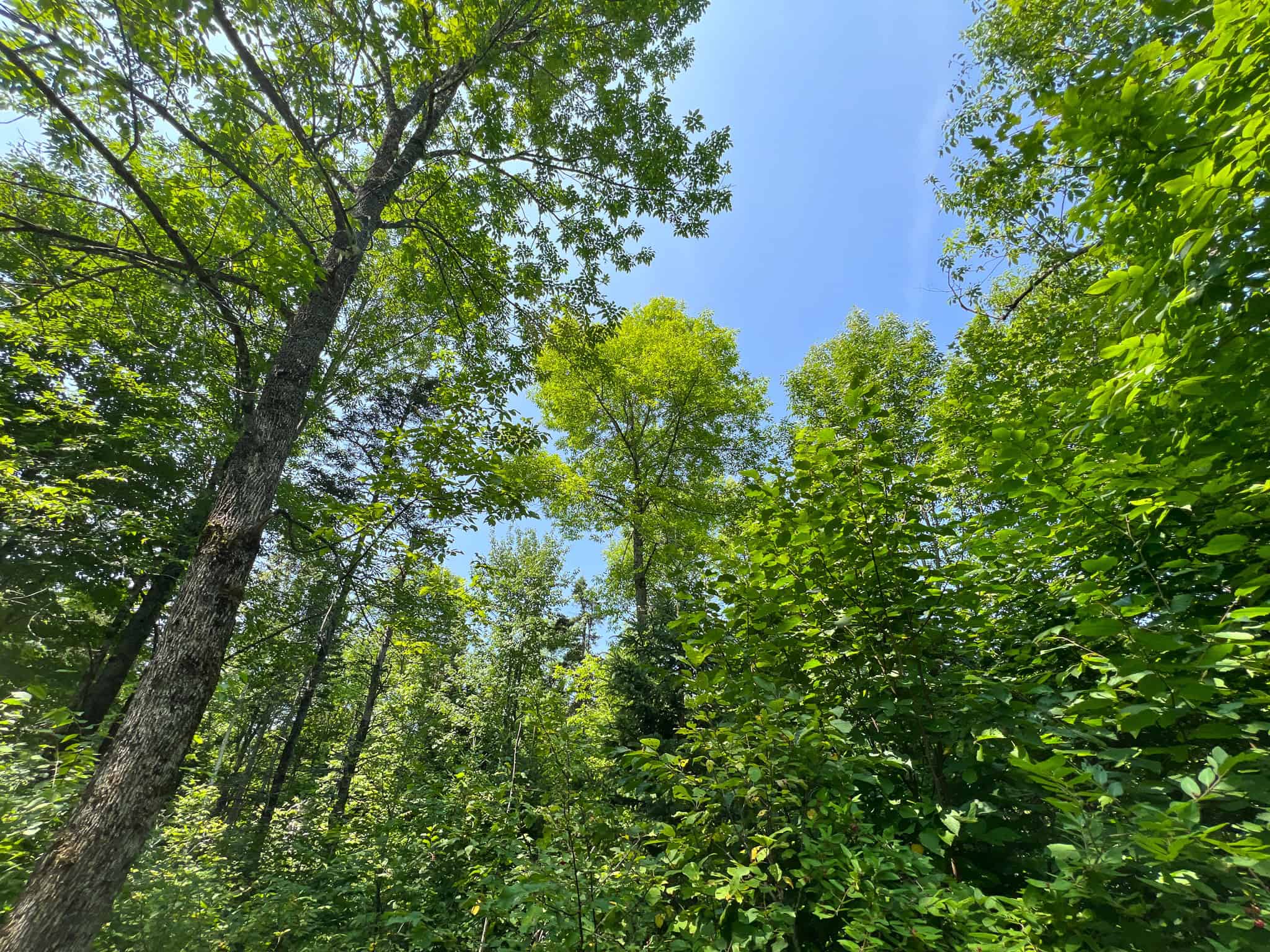 Katahdin View Forest – Prime Timberland in Patten, Maine
