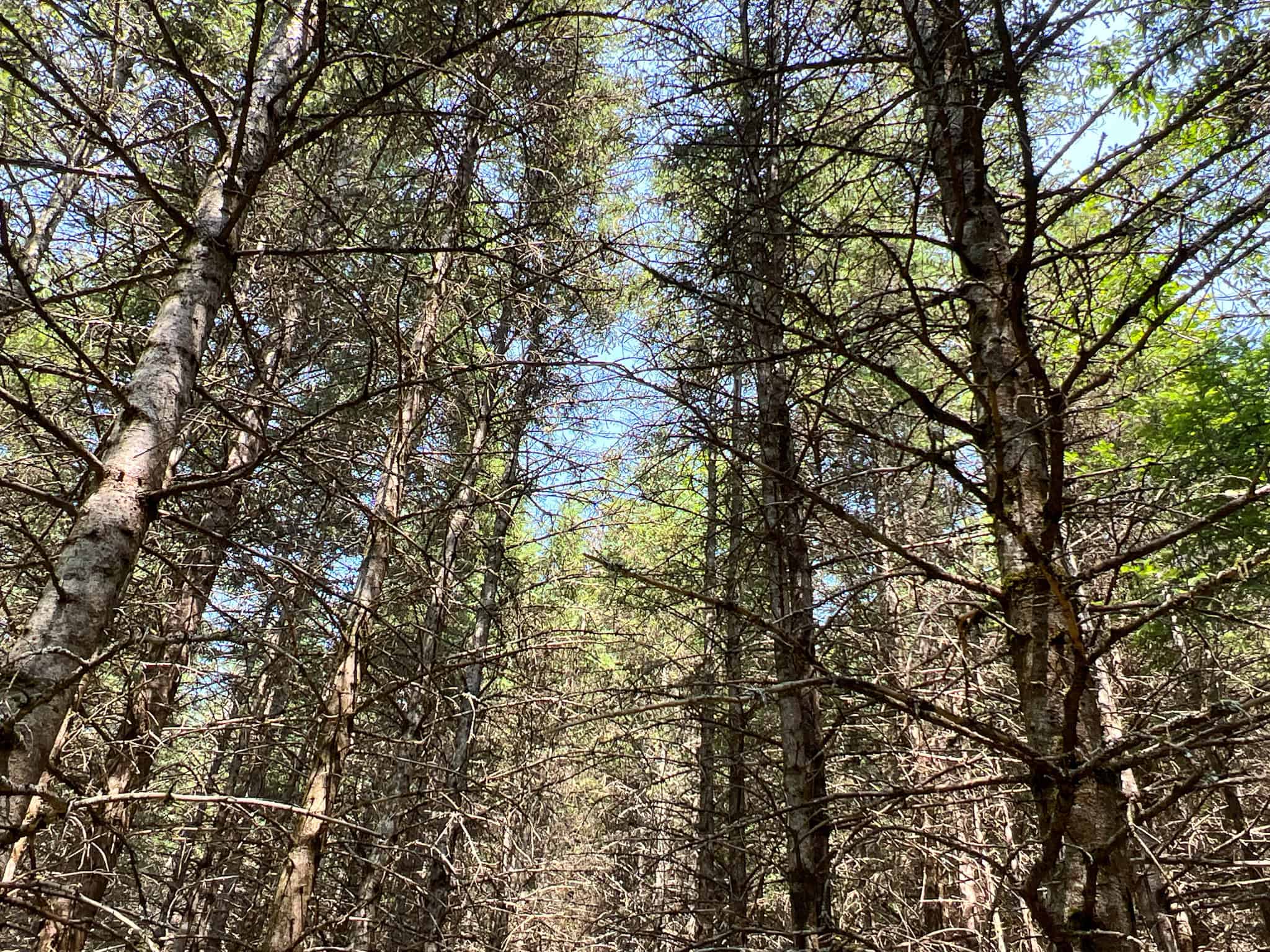Katahdin View Forest – Prime Timberland in Patten, Maine