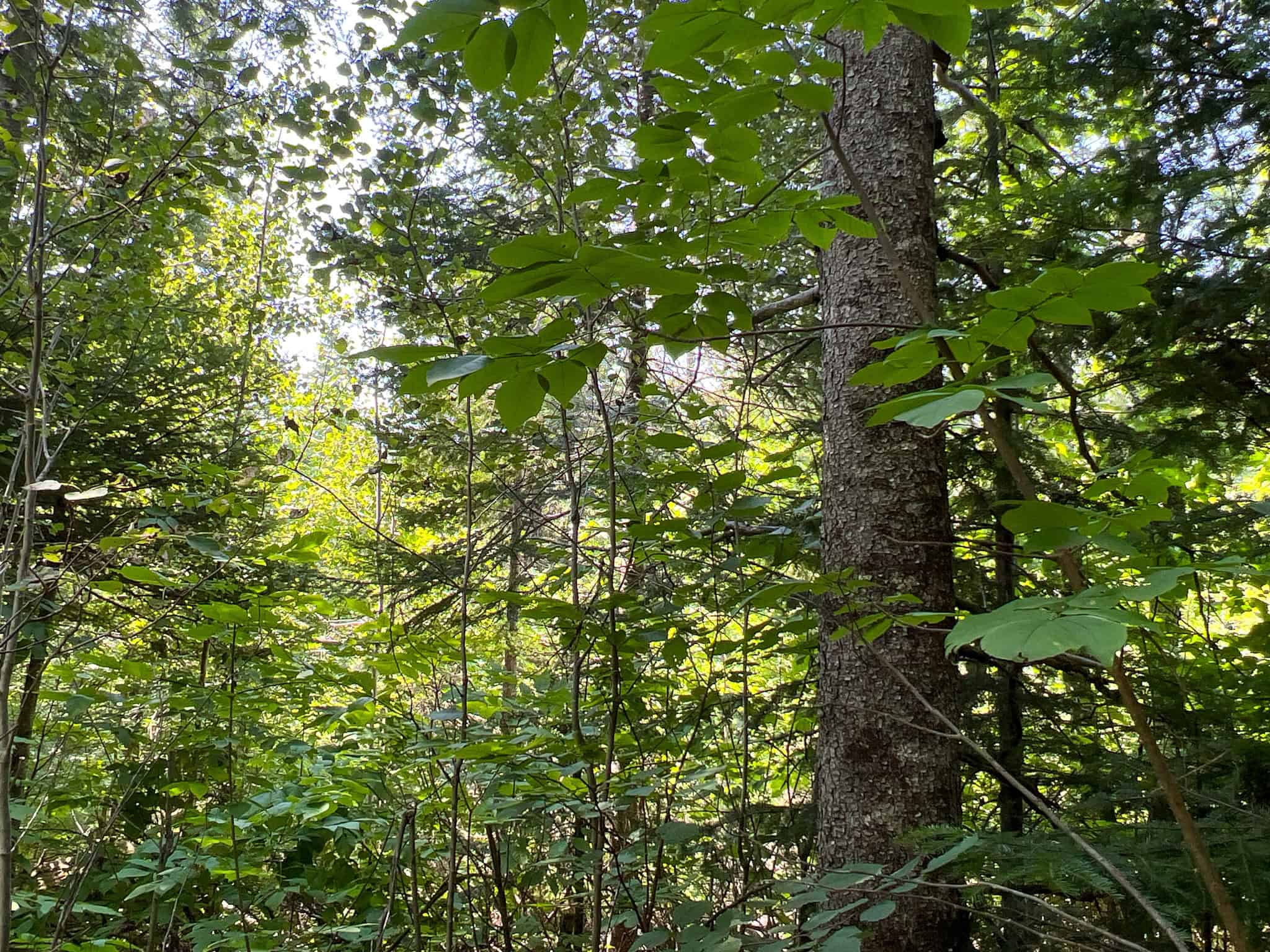 Katahdin View Forest – Prime Timberland in Patten, Maine