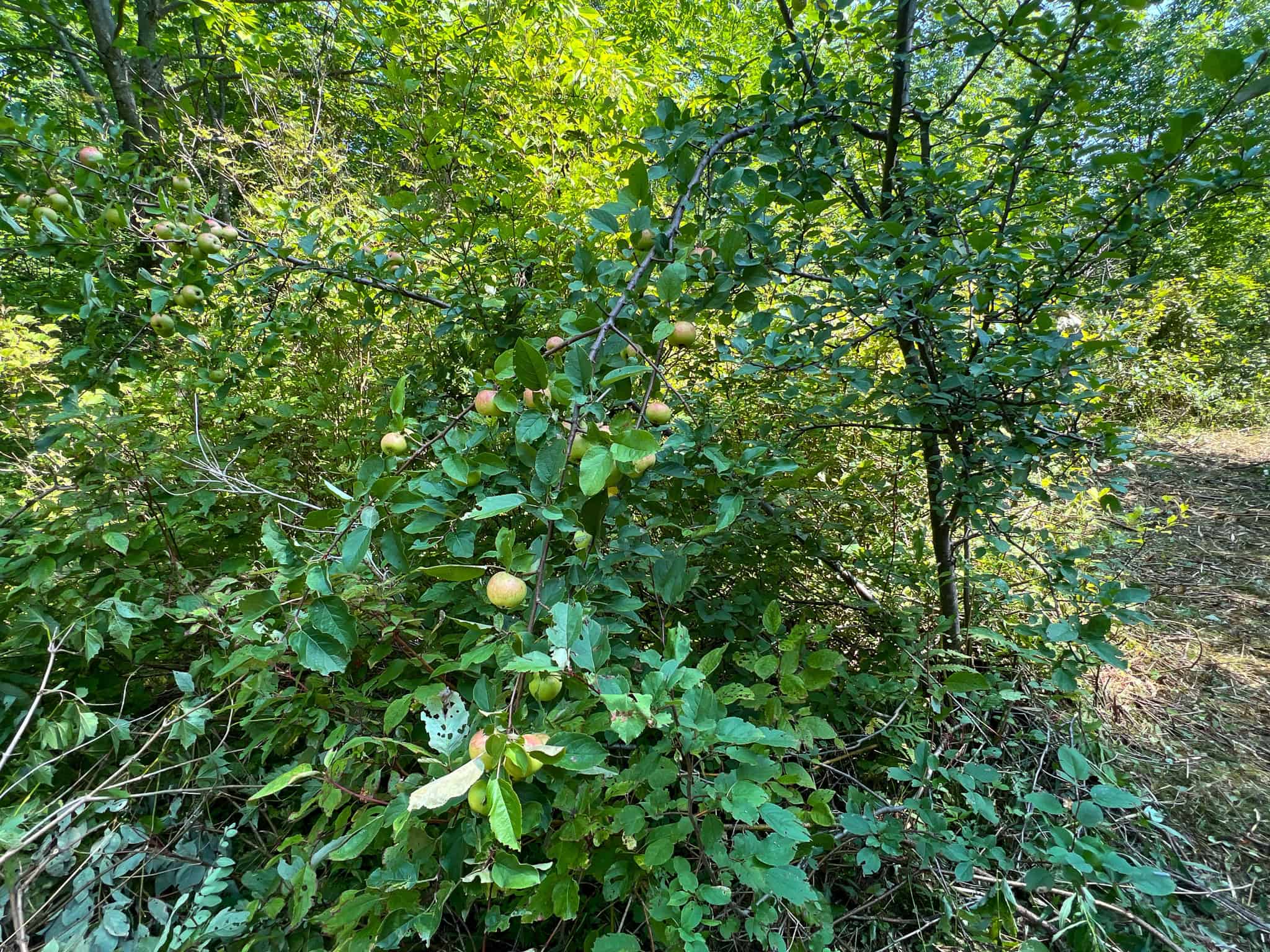Katahdin View Forest – Prime Timberland in Patten, Maine