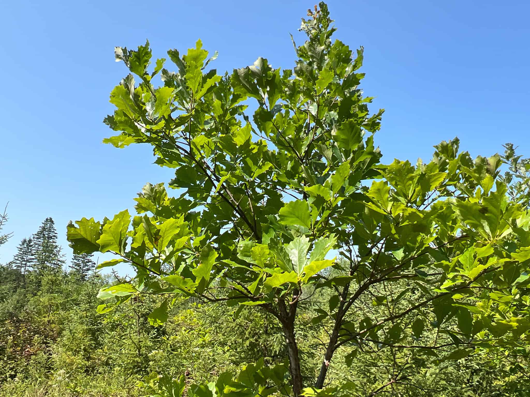 Katahdin View Forest – Prime Timberland in Patten, Maine