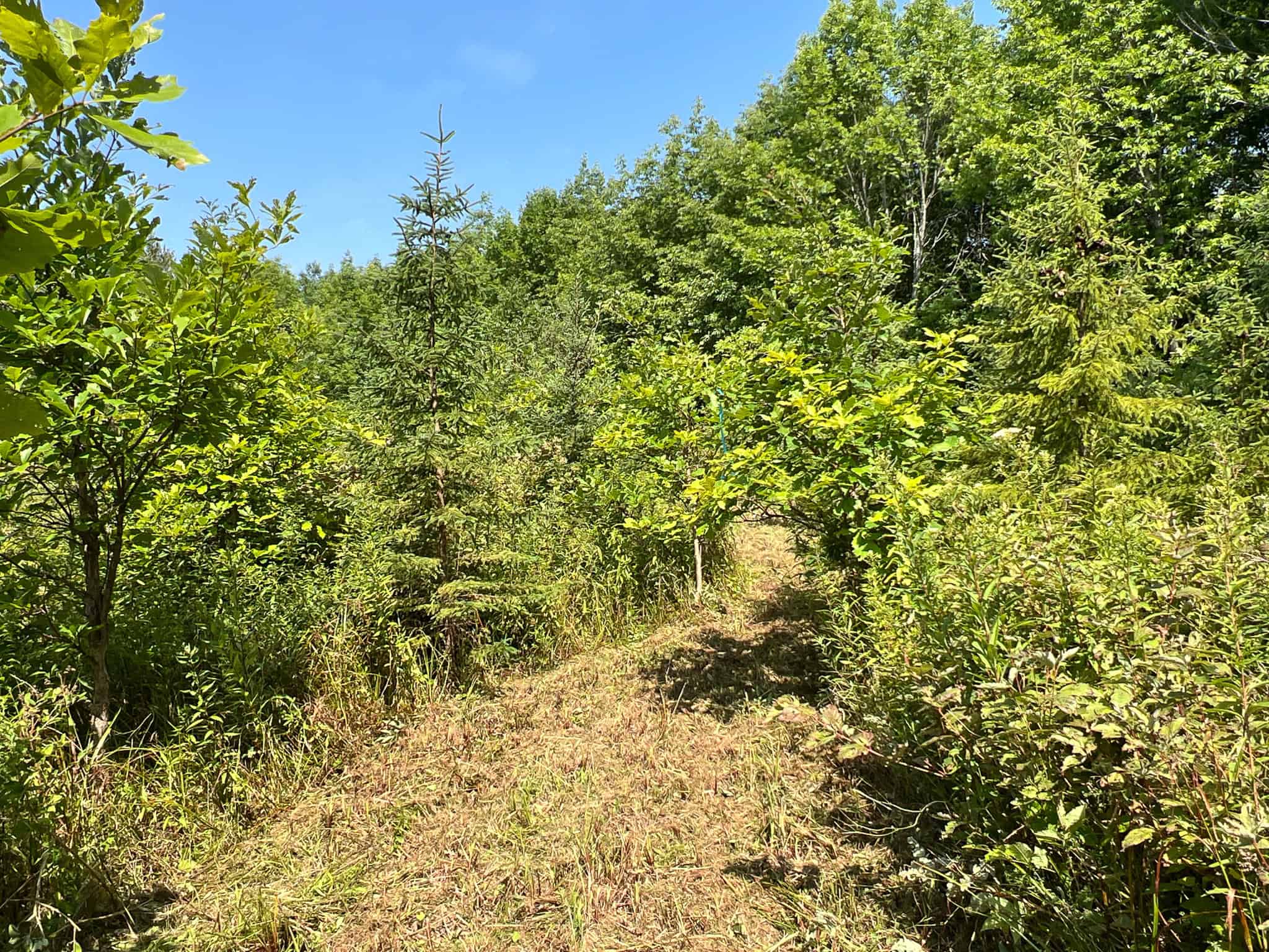 Katahdin View Forest – Prime Timberland in Patten, Maine