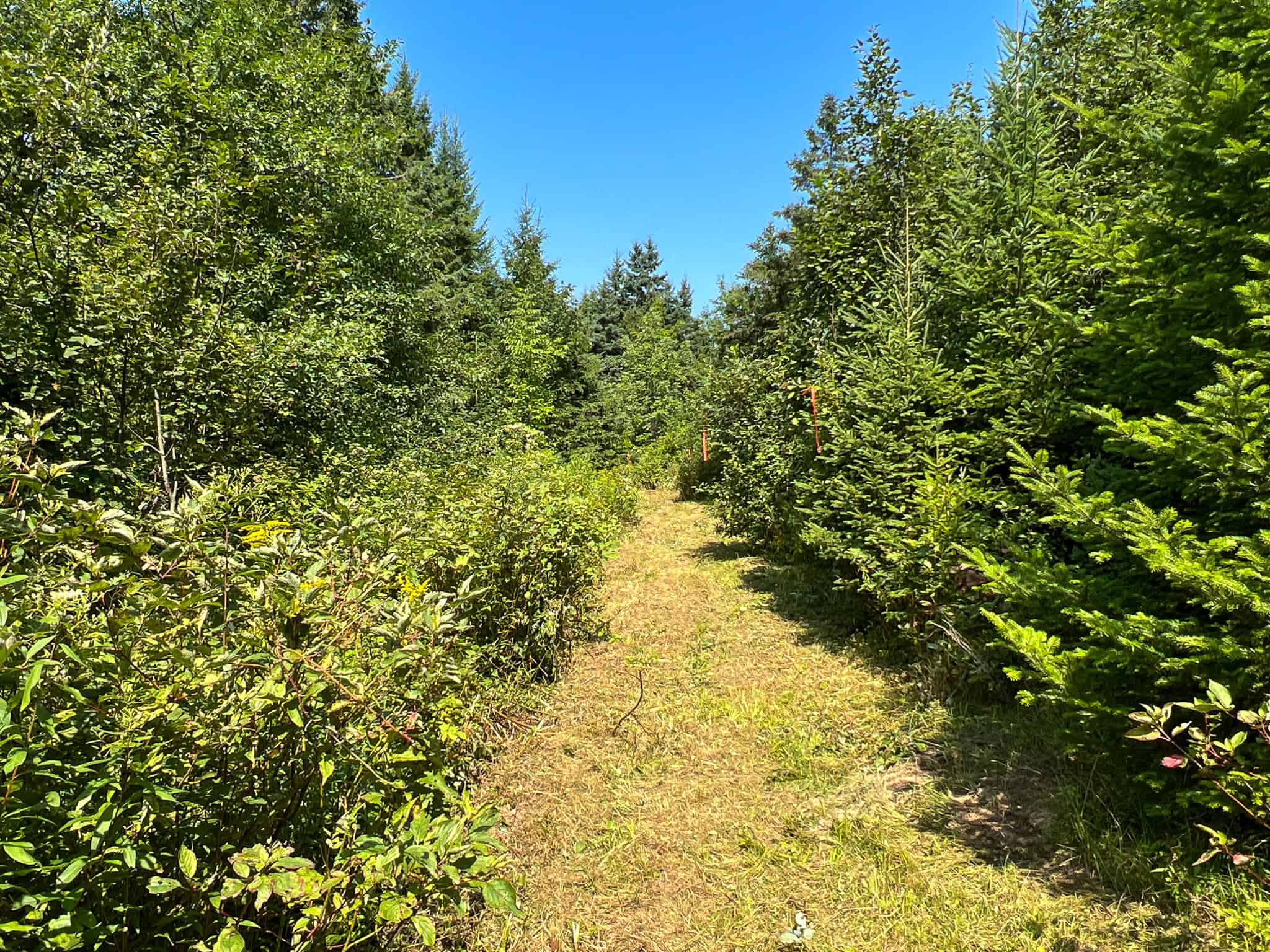 Katahdin View Forest – Prime Timberland in Patten, Maine