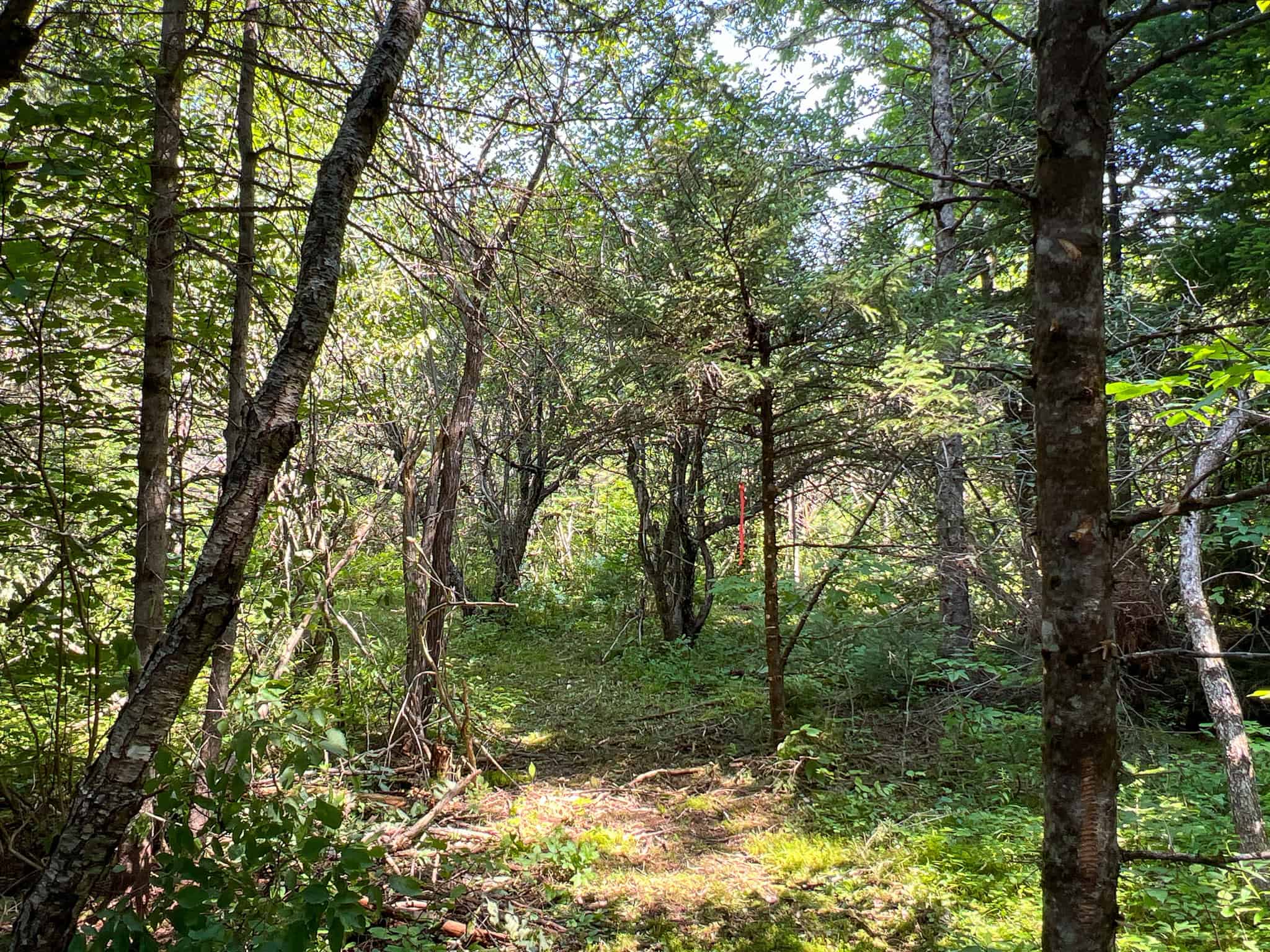 Katahdin View Forest – Prime Timberland in Patten, Maine