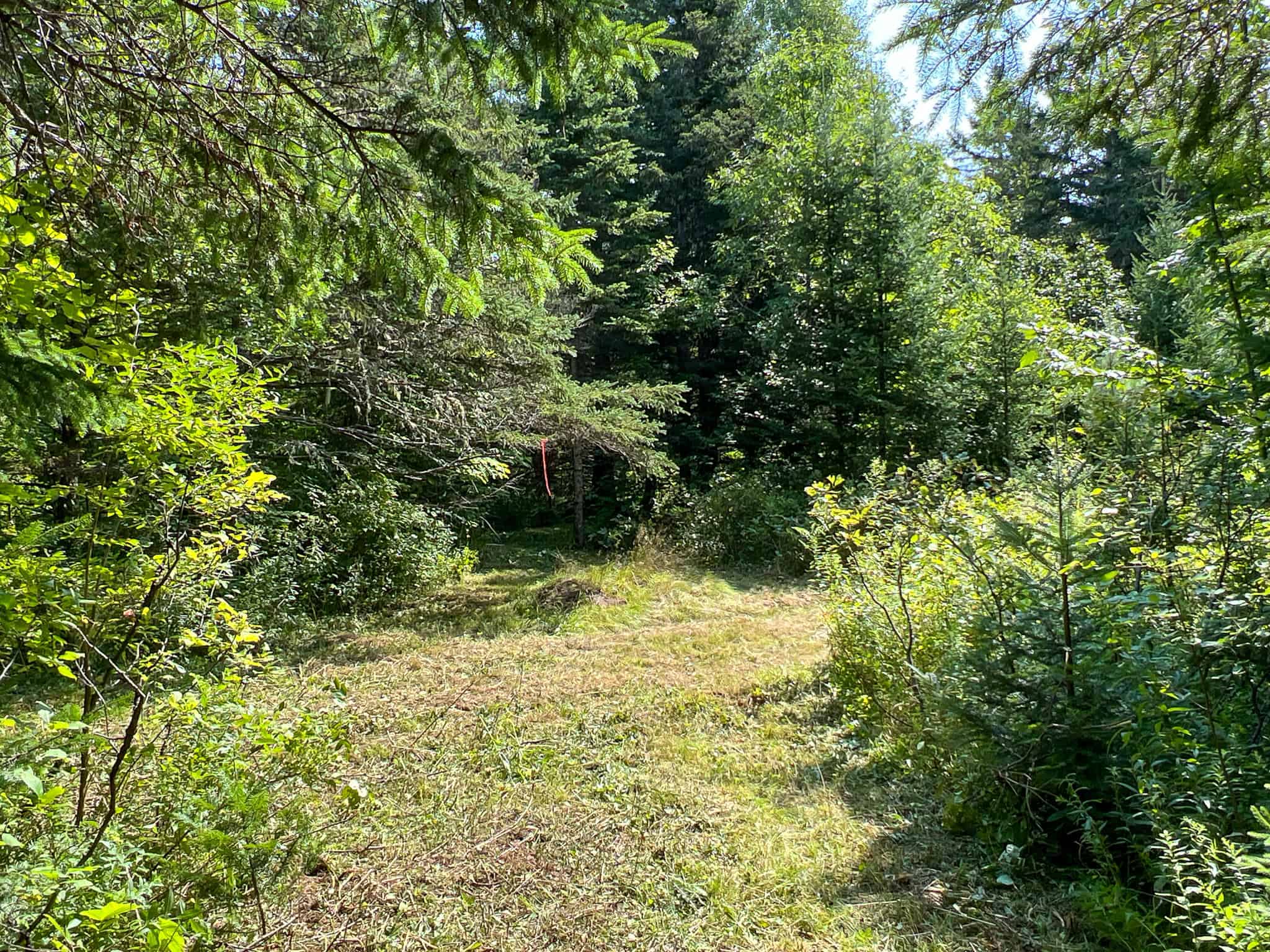 Katahdin View Forest – Prime Timberland in Patten, Maine