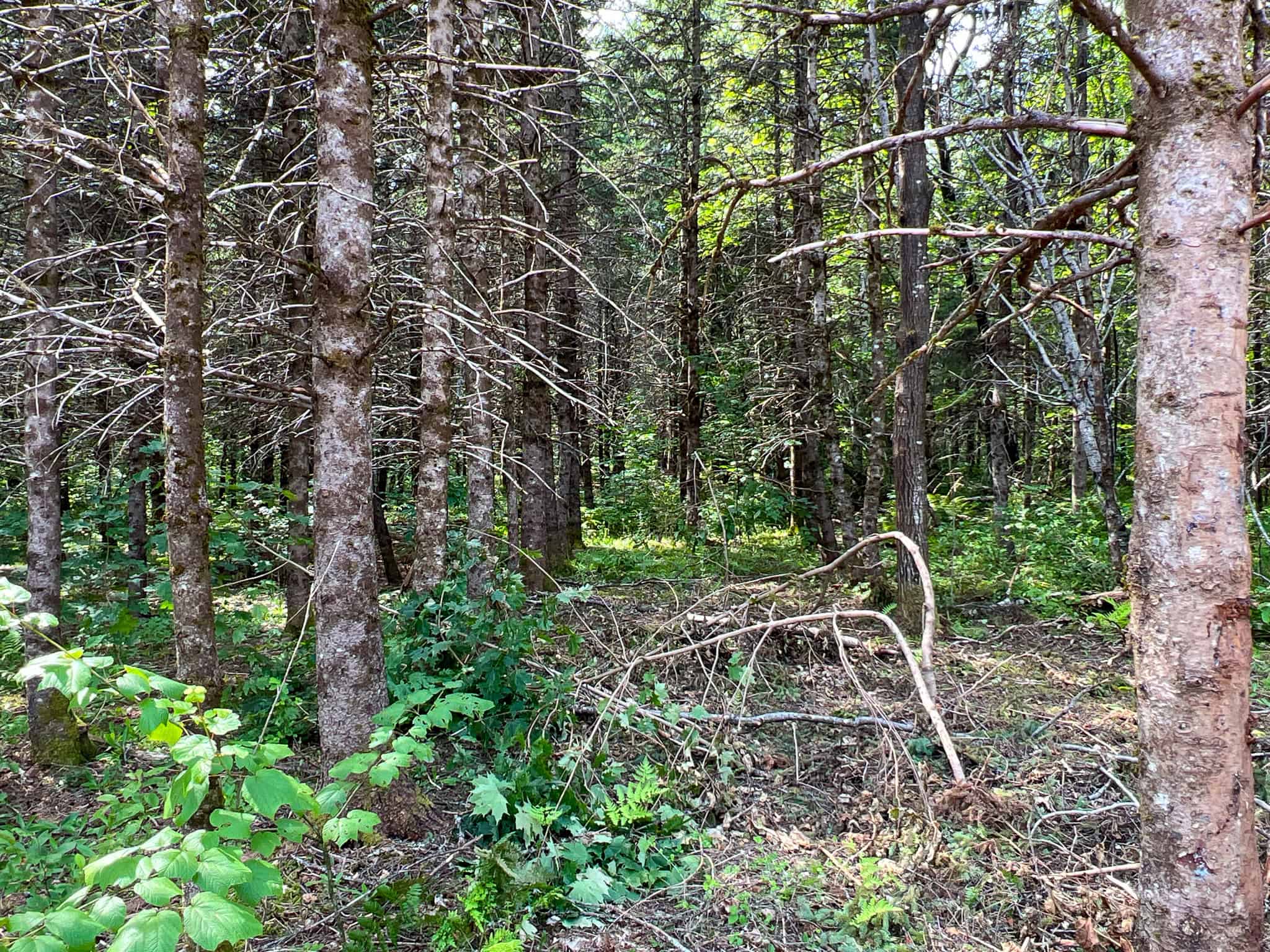 Katahdin View Forest – Prime Timberland in Patten, Maine
