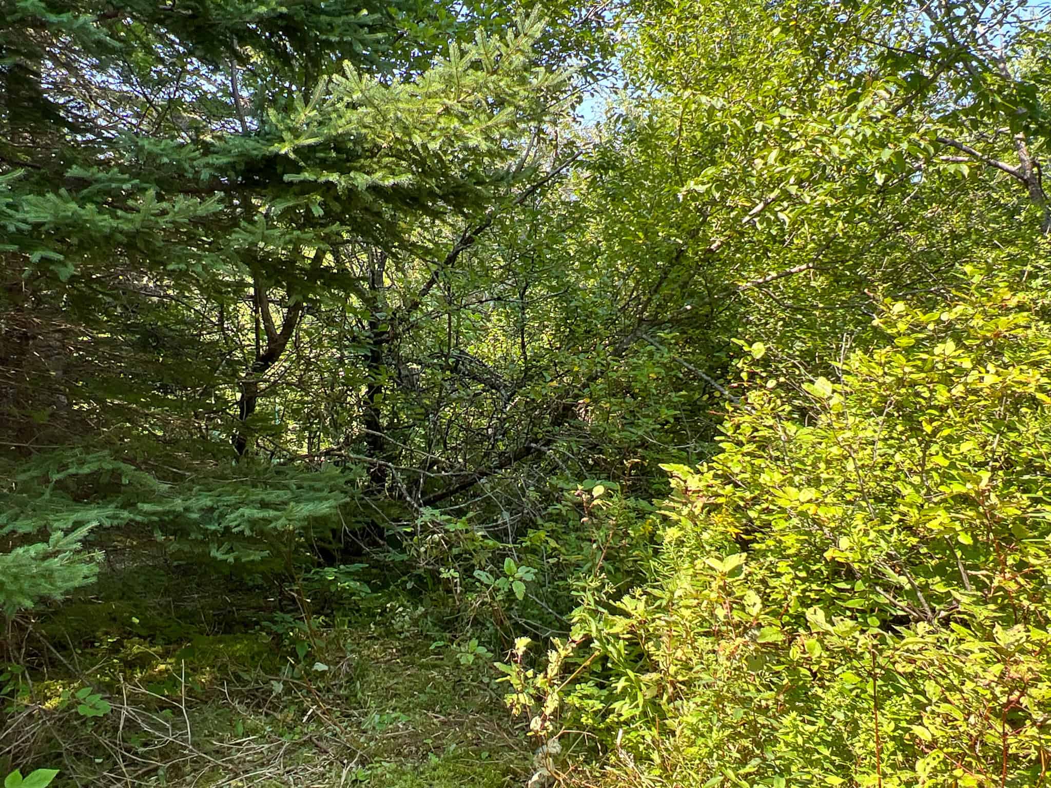 Katahdin View Forest – Prime Timberland in Patten, Maine