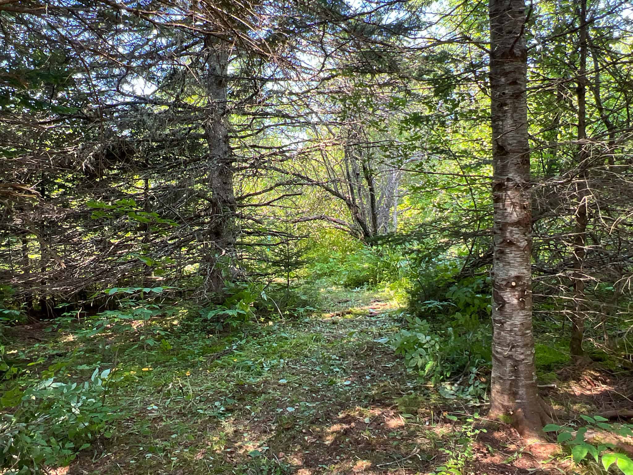 Katahdin View Forest – Prime Timberland in Patten, Maine