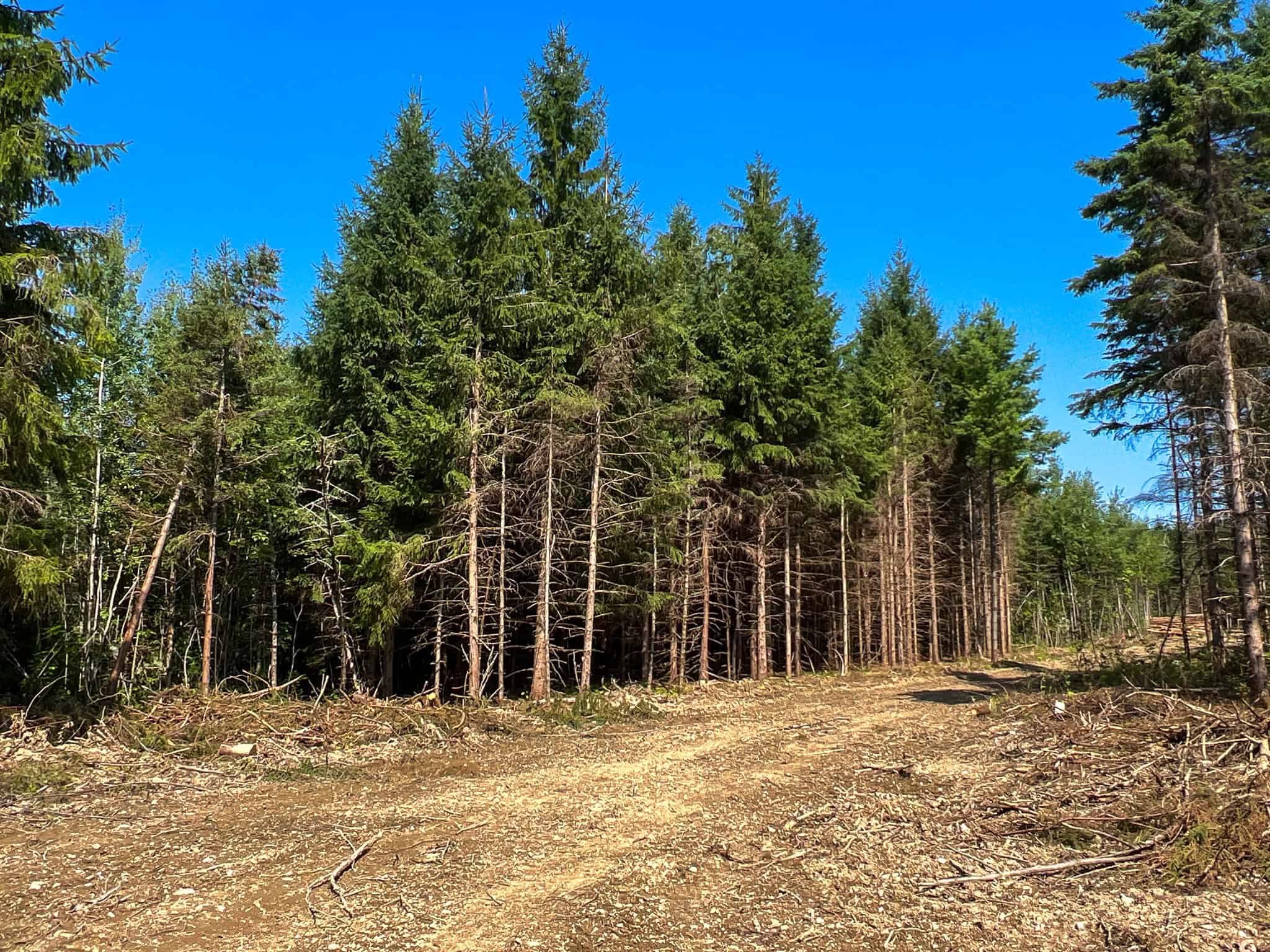 Katahdin View Forest – Prime Timberland in Patten, Maine