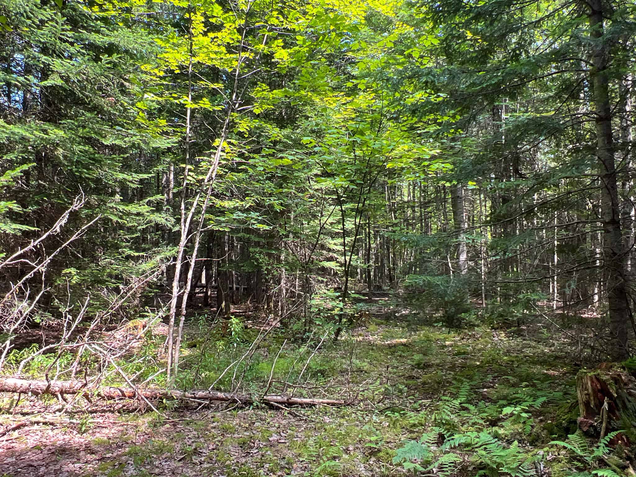 Katahdin View Forest – Prime Timberland in Patten, Maine