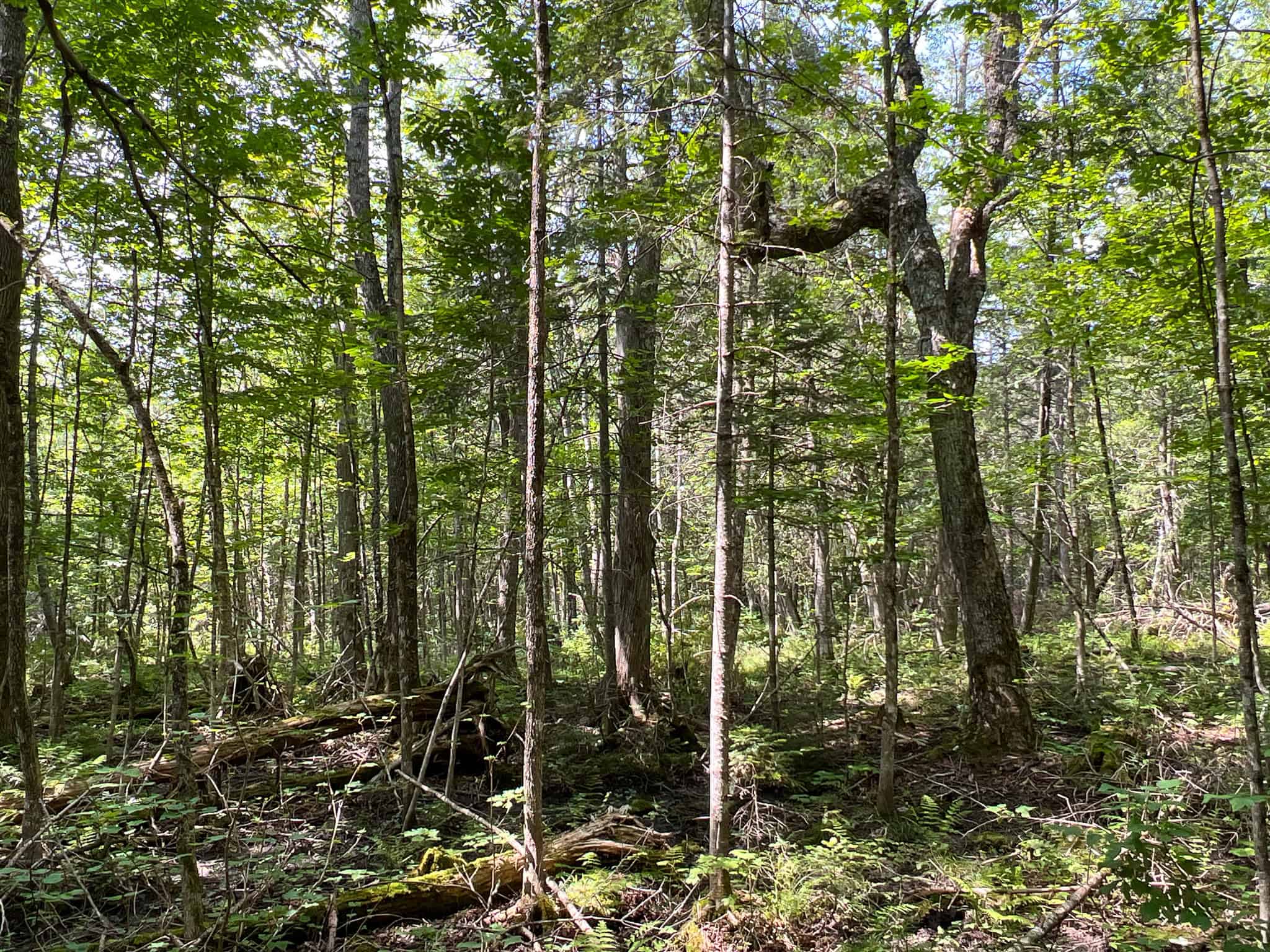 Katahdin View Forest – Prime Timberland in Patten, Maine