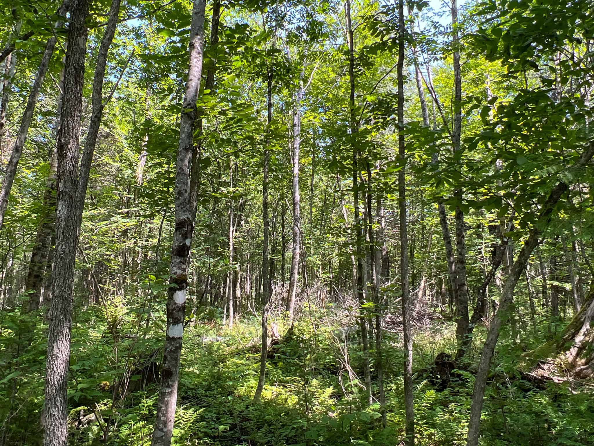 Katahdin View Forest – Prime Timberland in Patten, Maine