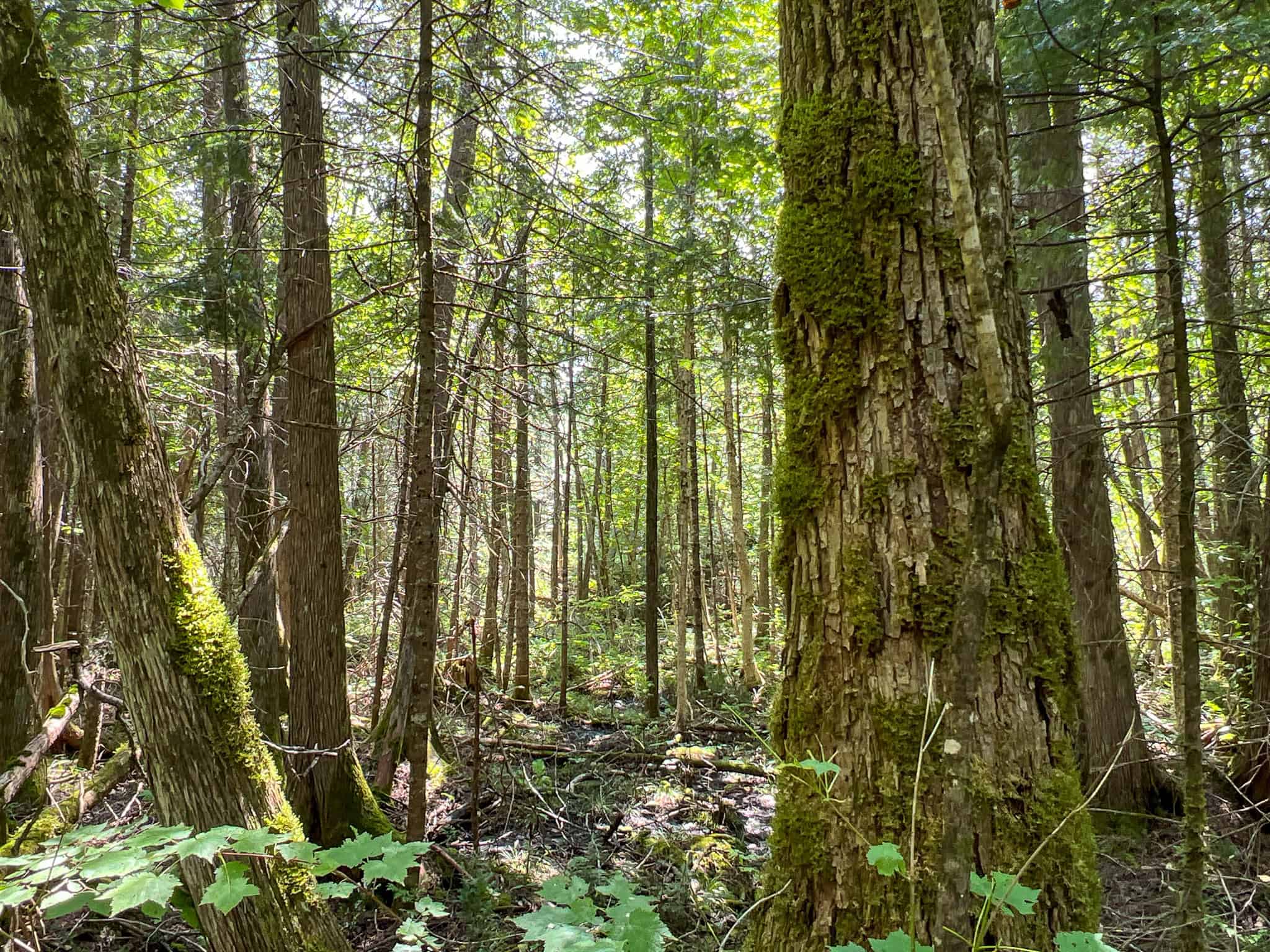 Katahdin View Forest – Prime Timberland in Patten, Maine