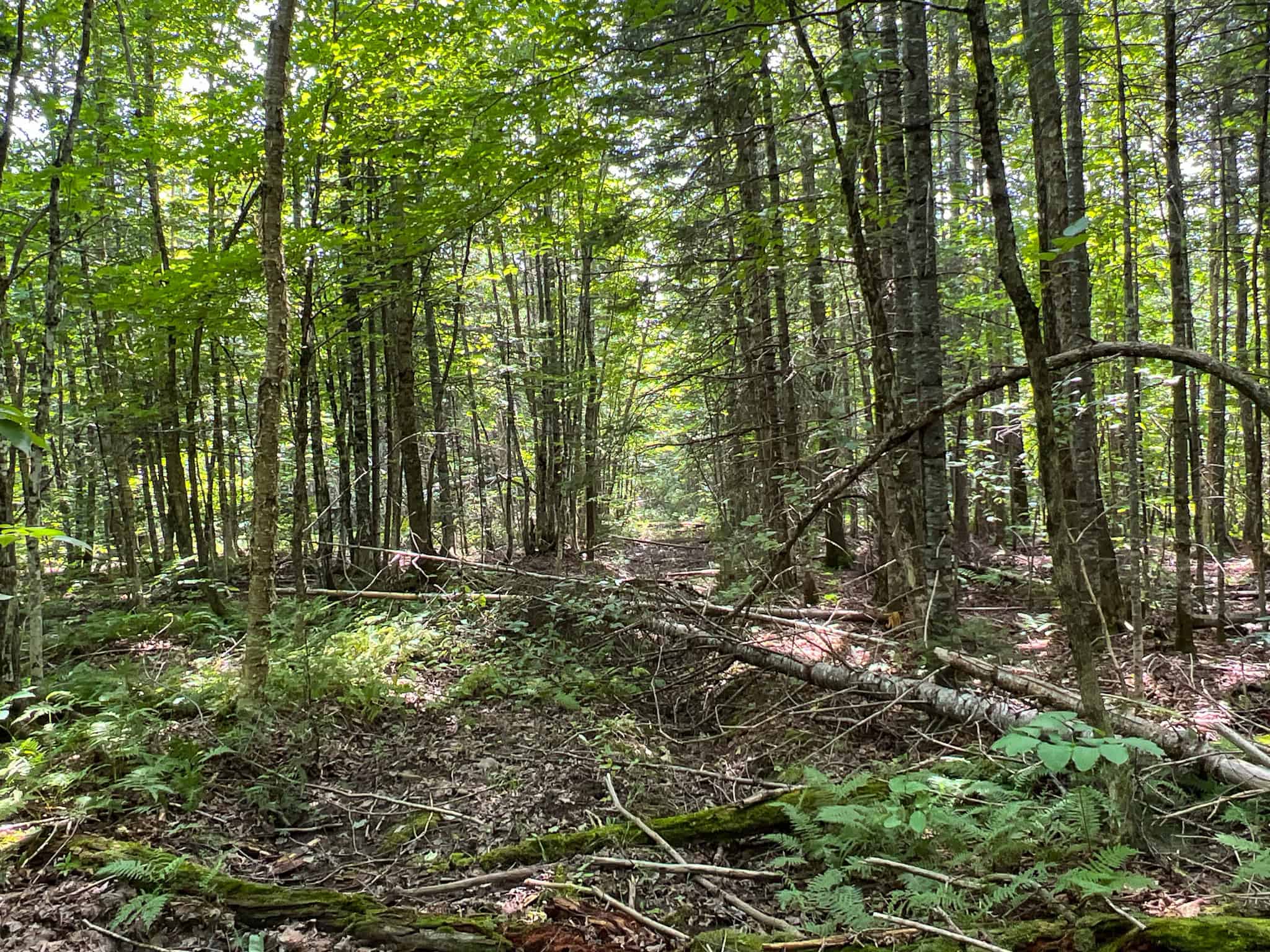 Katahdin View Forest – Prime Timberland in Patten, Maine