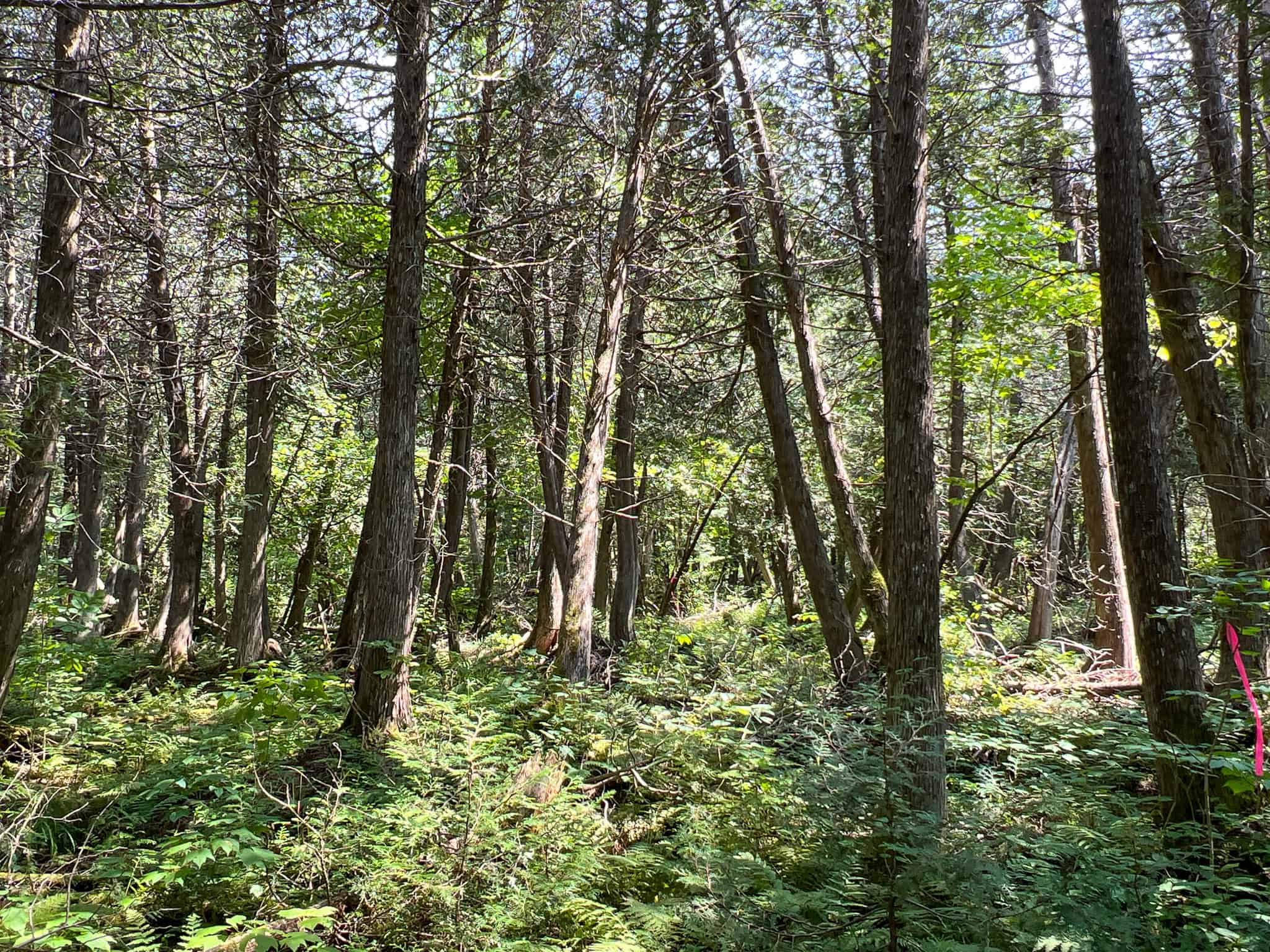 Katahdin View Forest – Prime Timberland in Patten, Maine