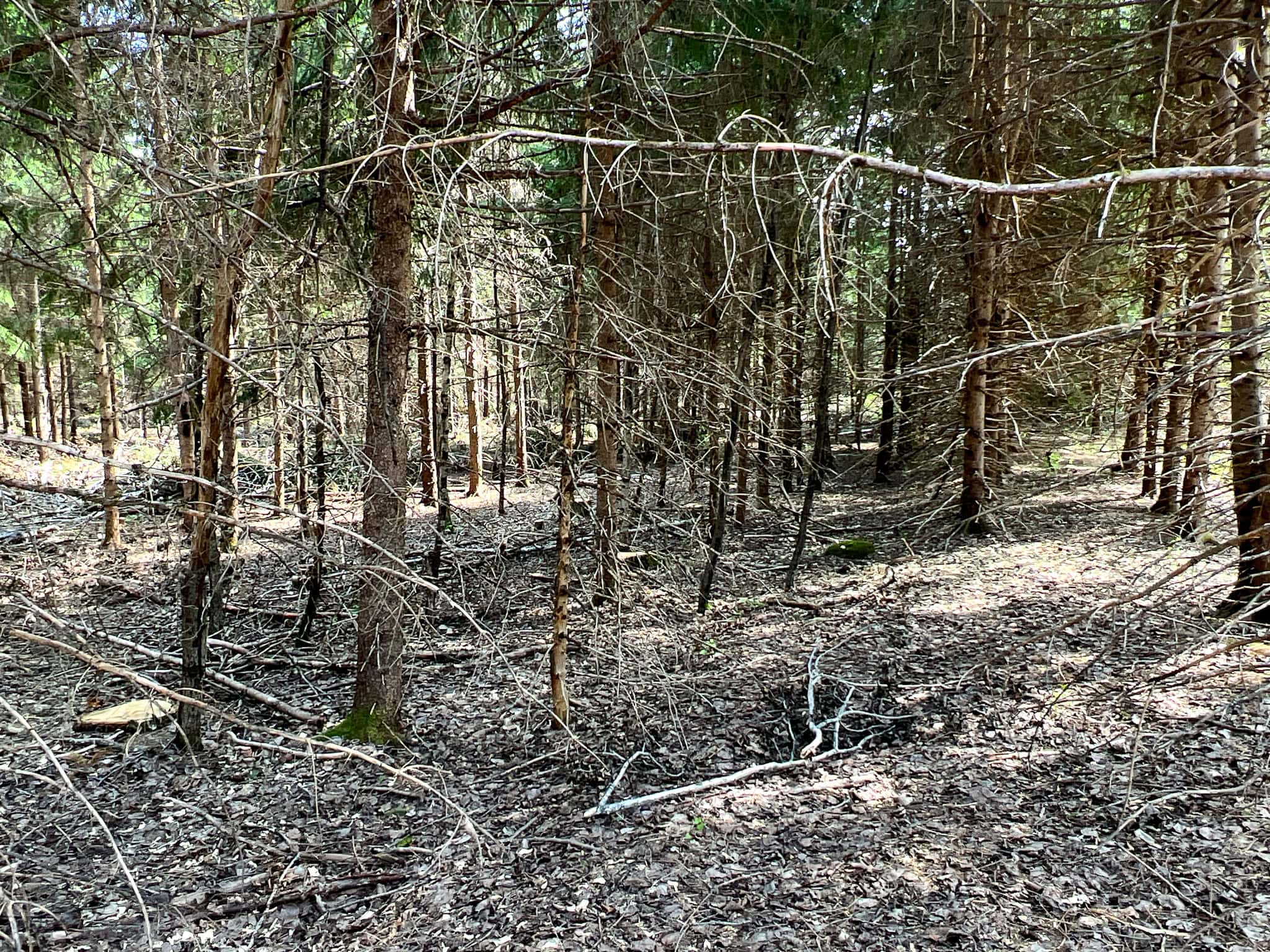 Katahdin View Forest – Prime Timberland in Patten, Maine