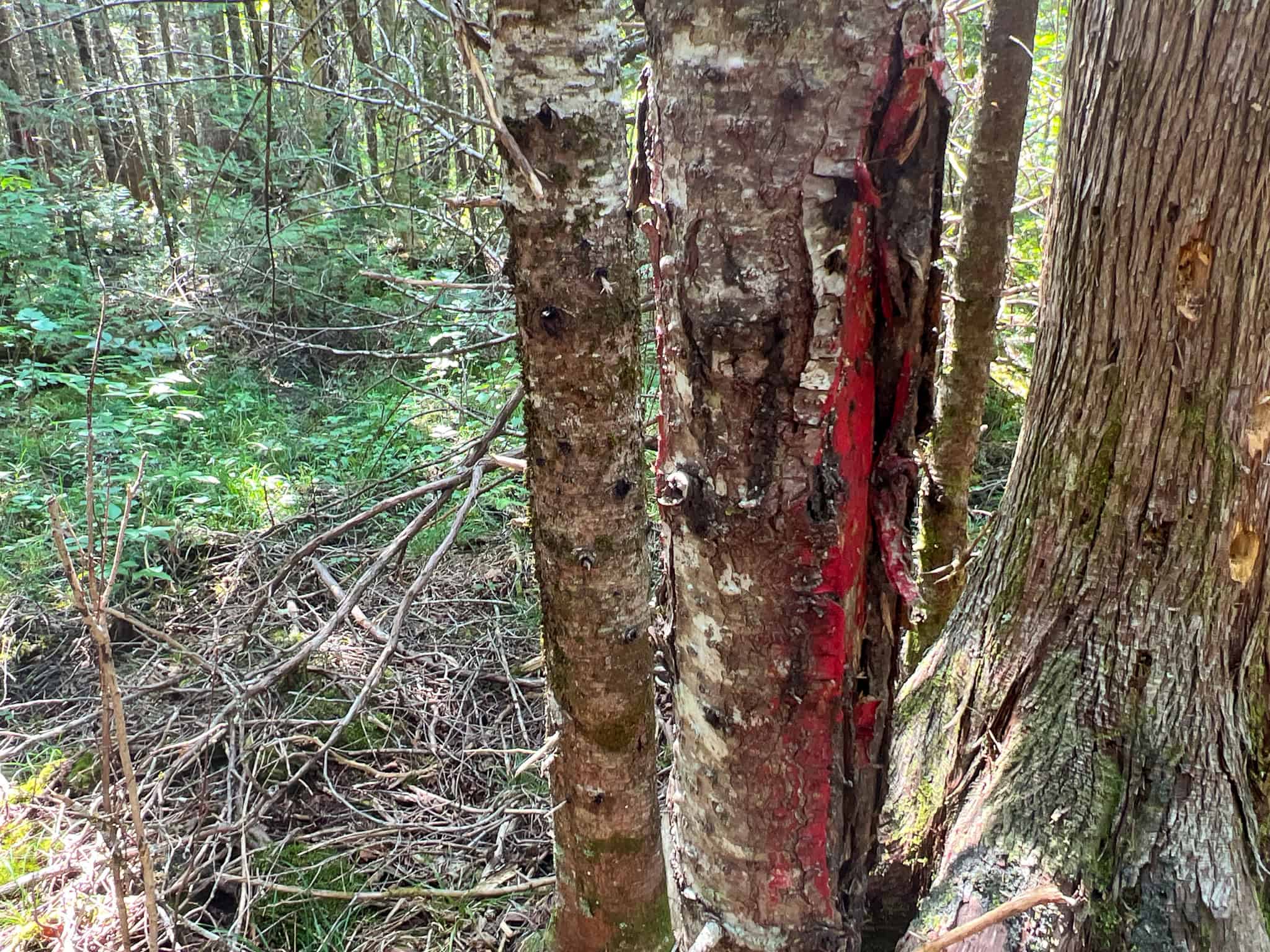 Katahdin View Forest – Prime Timberland in Patten, Maine