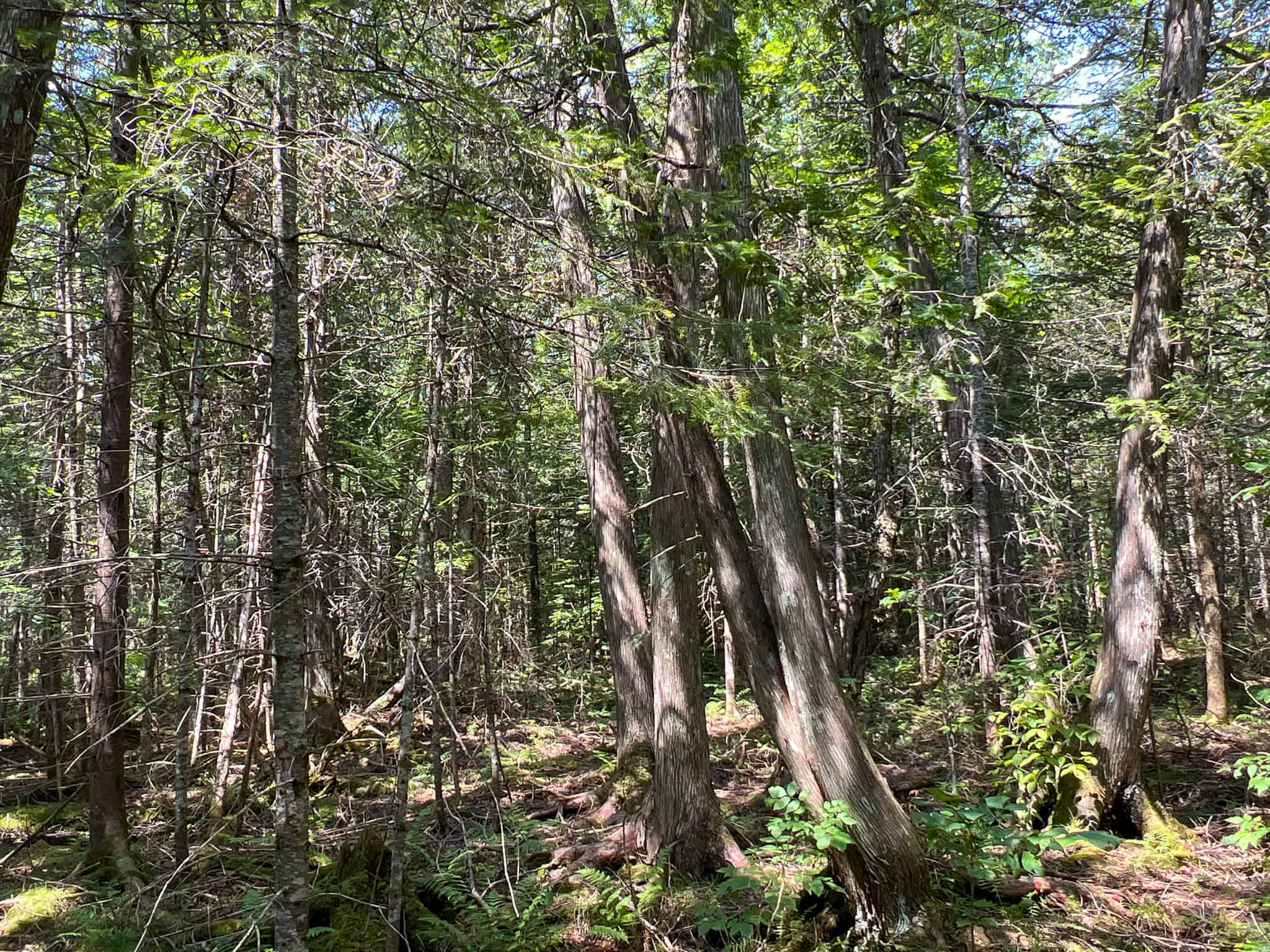 Katahdin View Forest – Prime Timberland in Patten, Maine