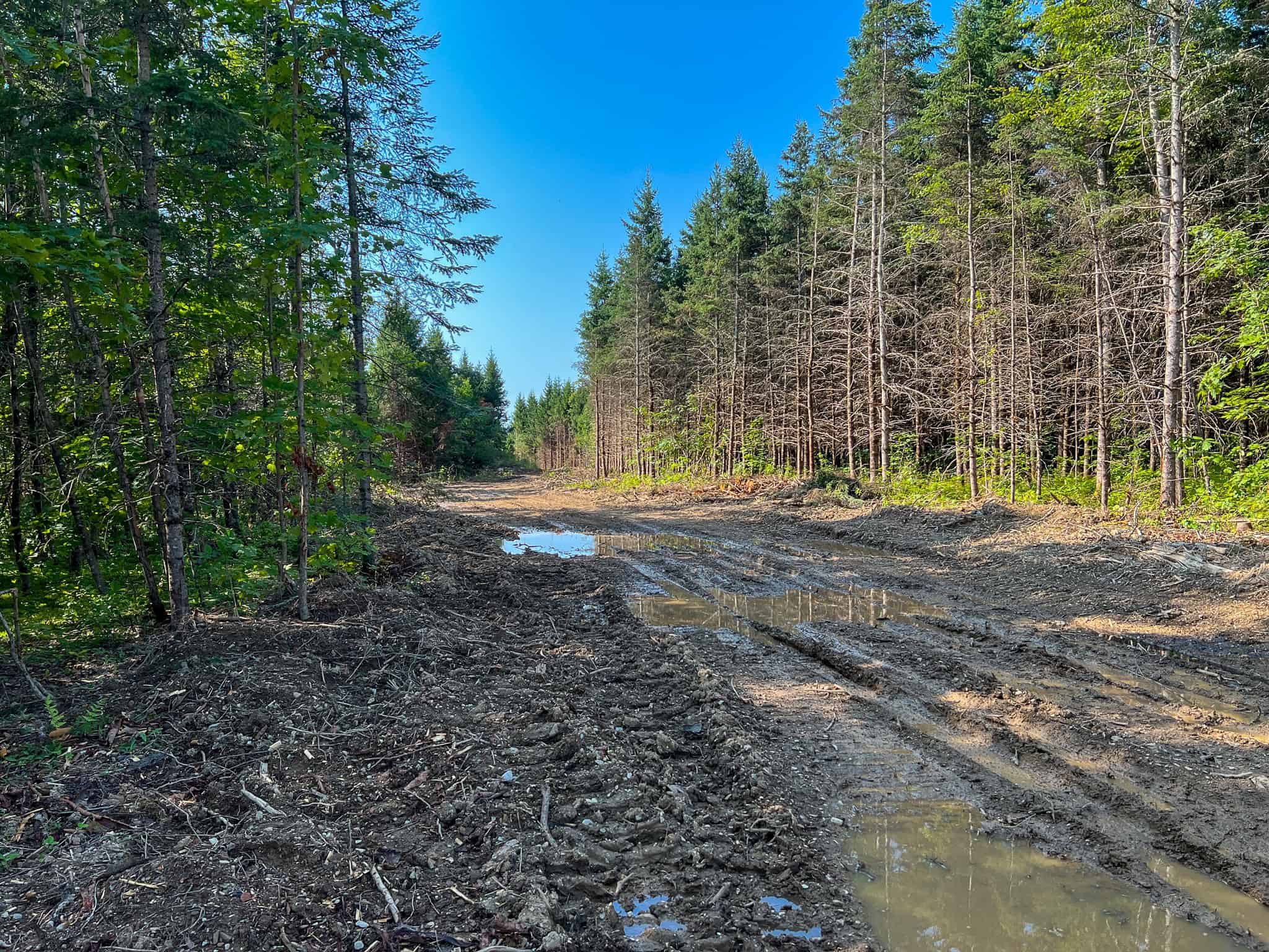 Katahdin View Forest – Prime Timberland in Patten, Maine