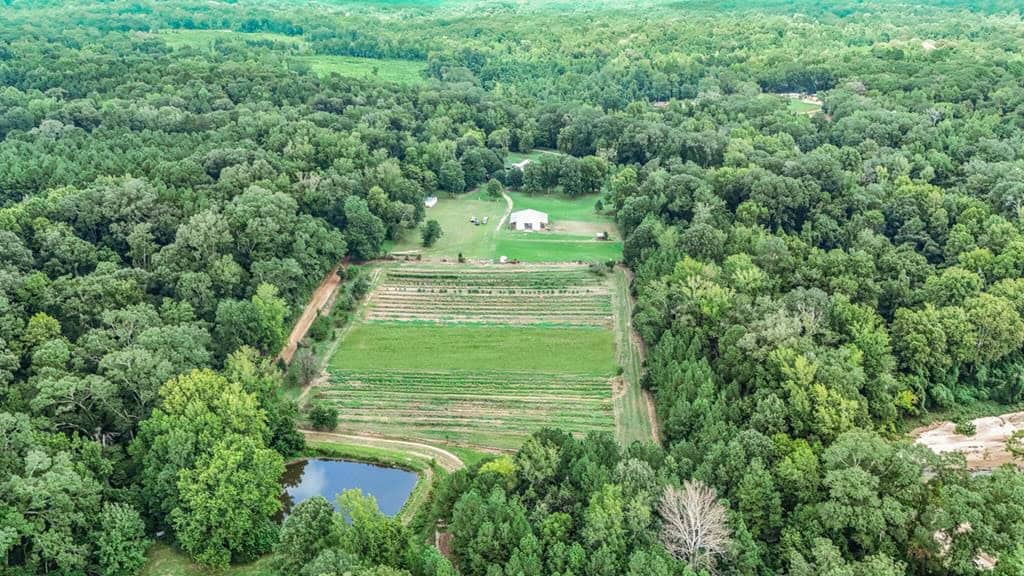 Lonely Live Oak – 1115 Acres Hunting Timberland SW MS