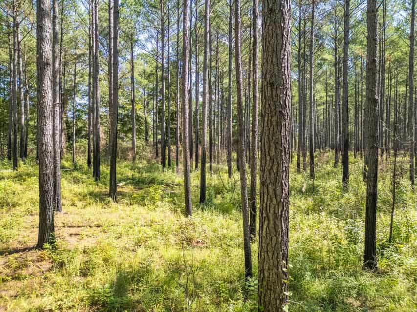 25 Acres For Sale Starkville MS