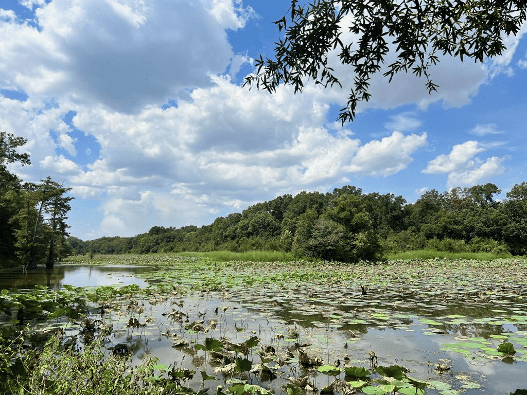 Hunting Land for Sale in Yazoo County, MS