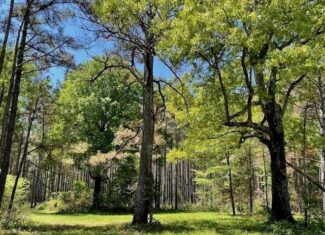 109 Acres For Sale Starkville MS