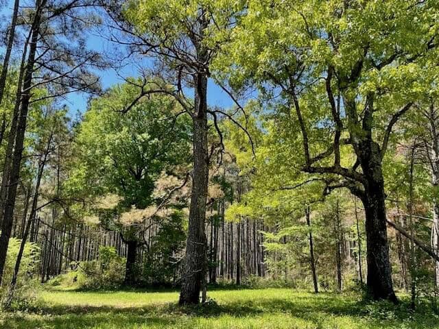 109 Acres For Sale Starkville MS