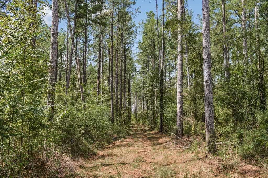 200 Acres of Land for Sale in North Pike School District