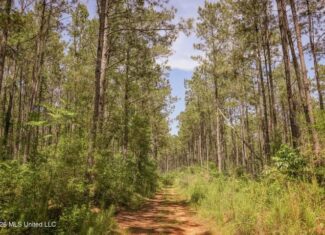 120 Acre Hunter’s Paradise in South MS for Sale
